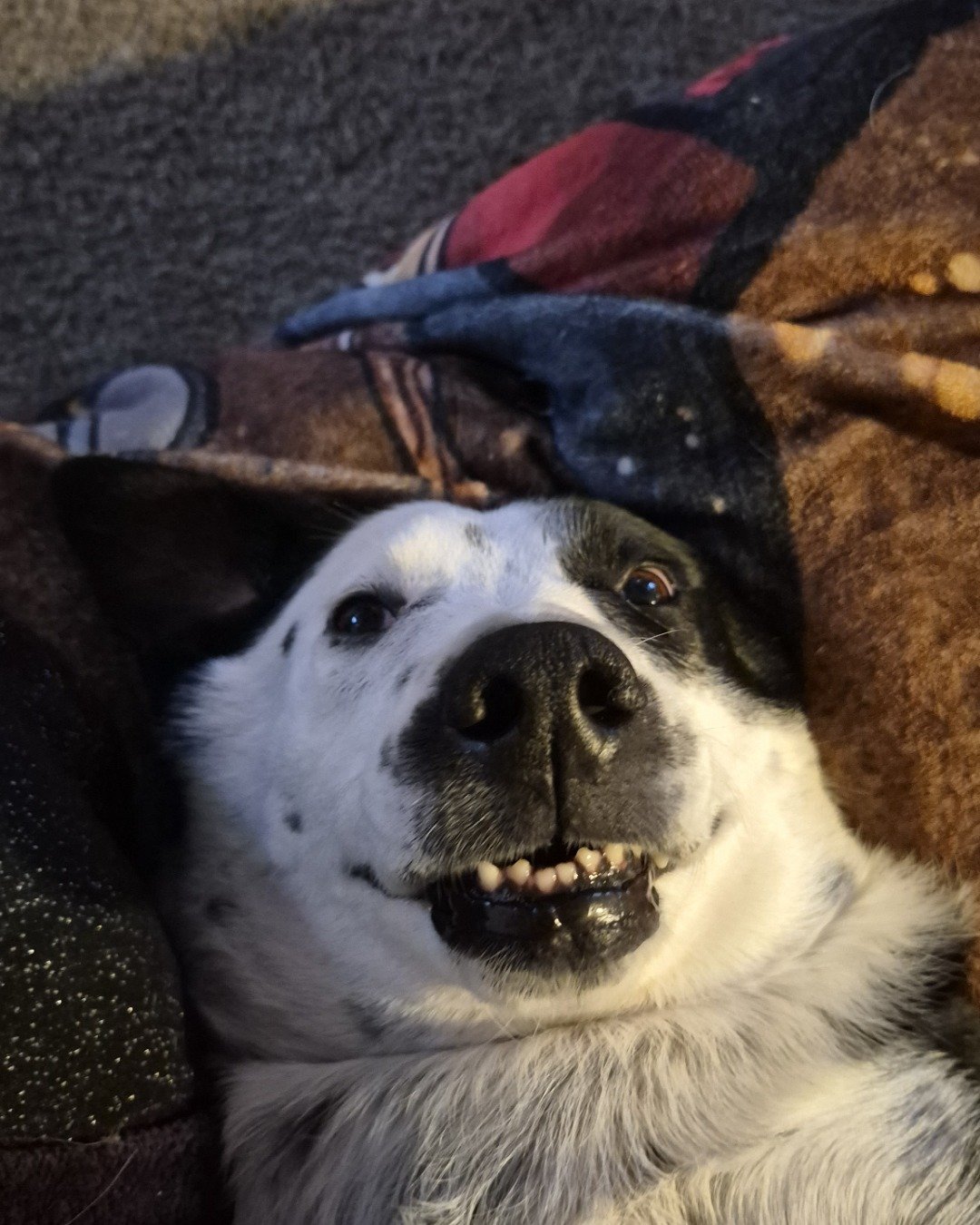 stevie the border collie/lab. Dog, Puppy, Hound, Blanket, Clothing, Footwear