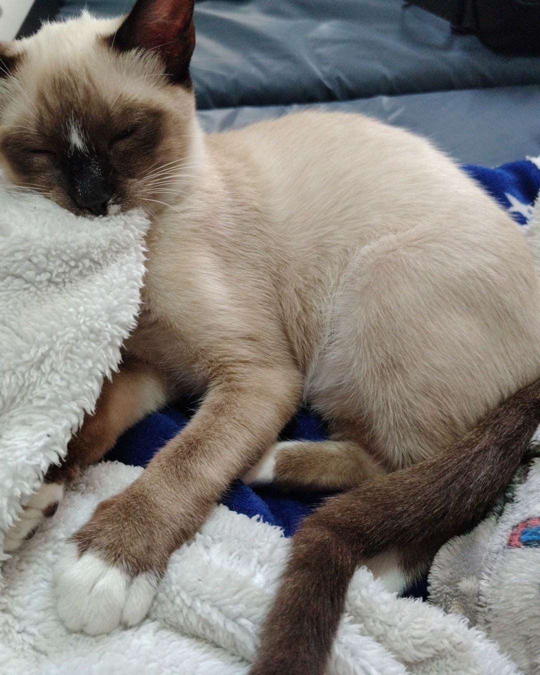 Marley-Harley the Snowshoe siemeas. Cat, Siamese