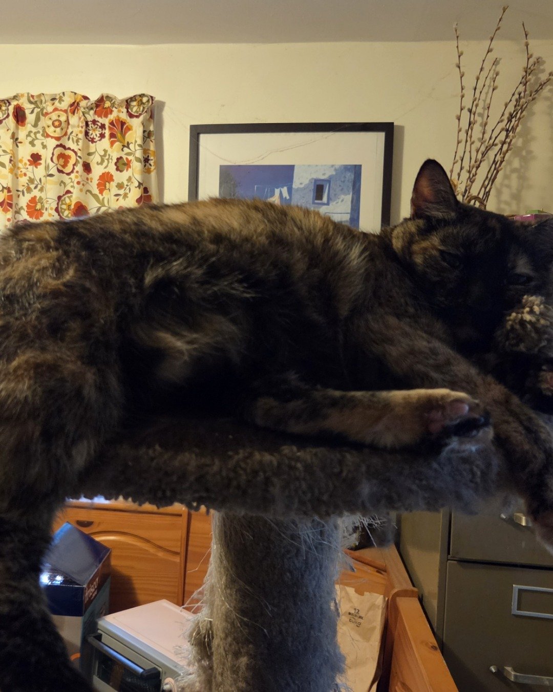 Celestine. Drawer, Furniture, Table, Couch, Cabinet, Cat