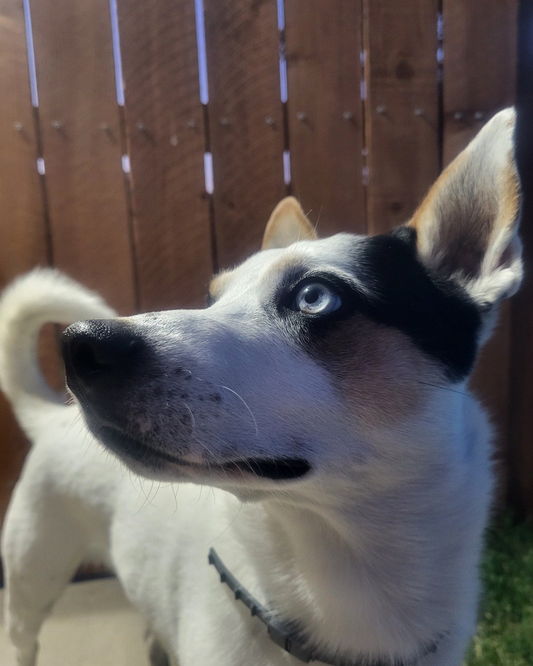 Billy the 1/4 Chihuahua 3/4 Queensland healer. Dog, Husky, Puppy, Indoors, Interior Design