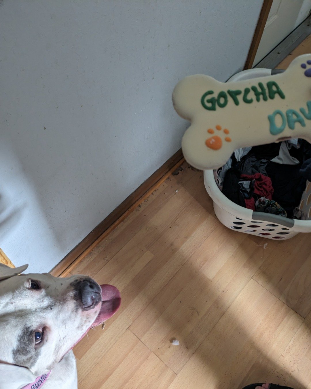 Kira the Pitbull. Floor, Flooring, Wood, Dog, Puppy, Husky