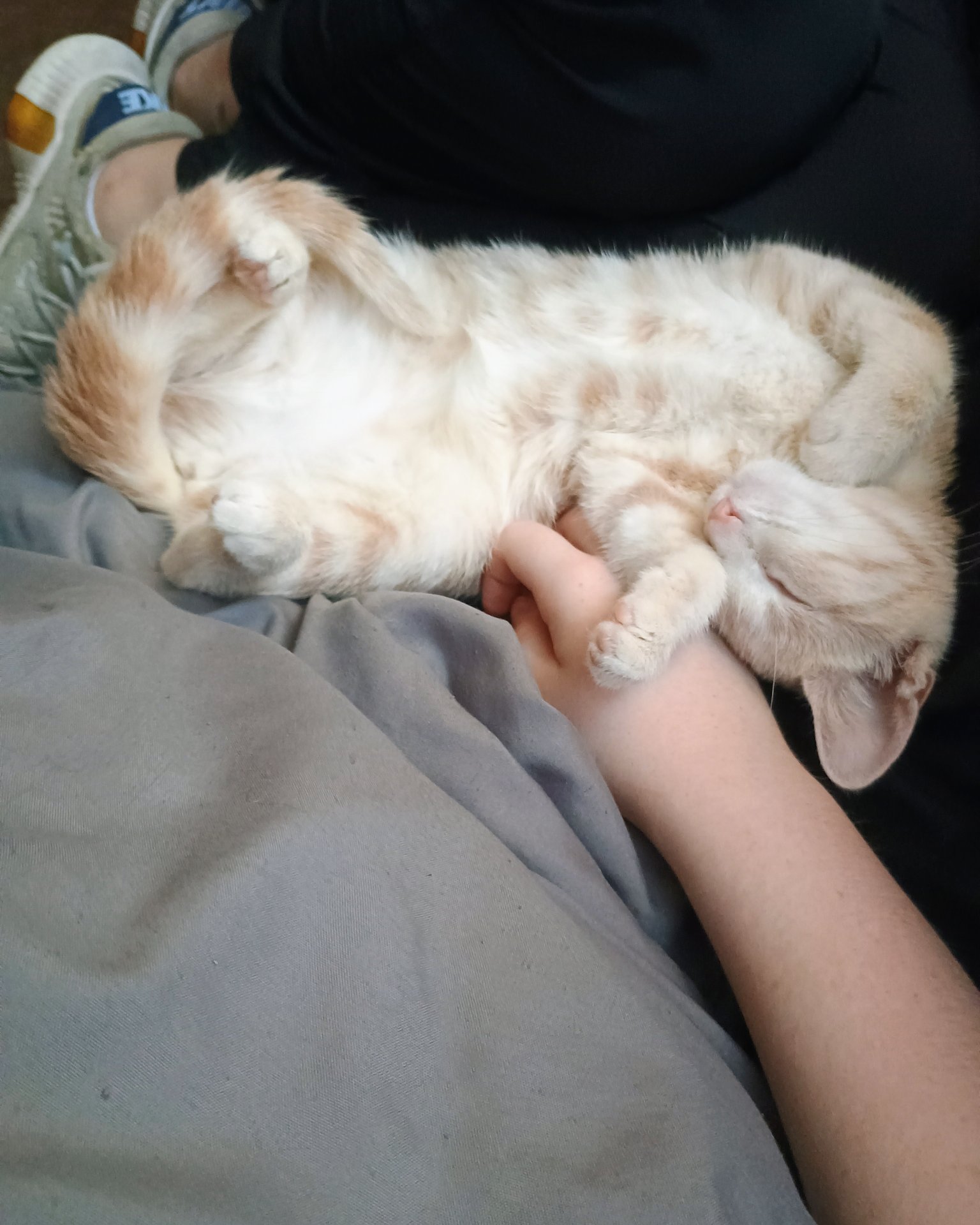 Aphrodite the orange kitty. Person, Sleeping, Cat, Kitten, Dog, Puppy