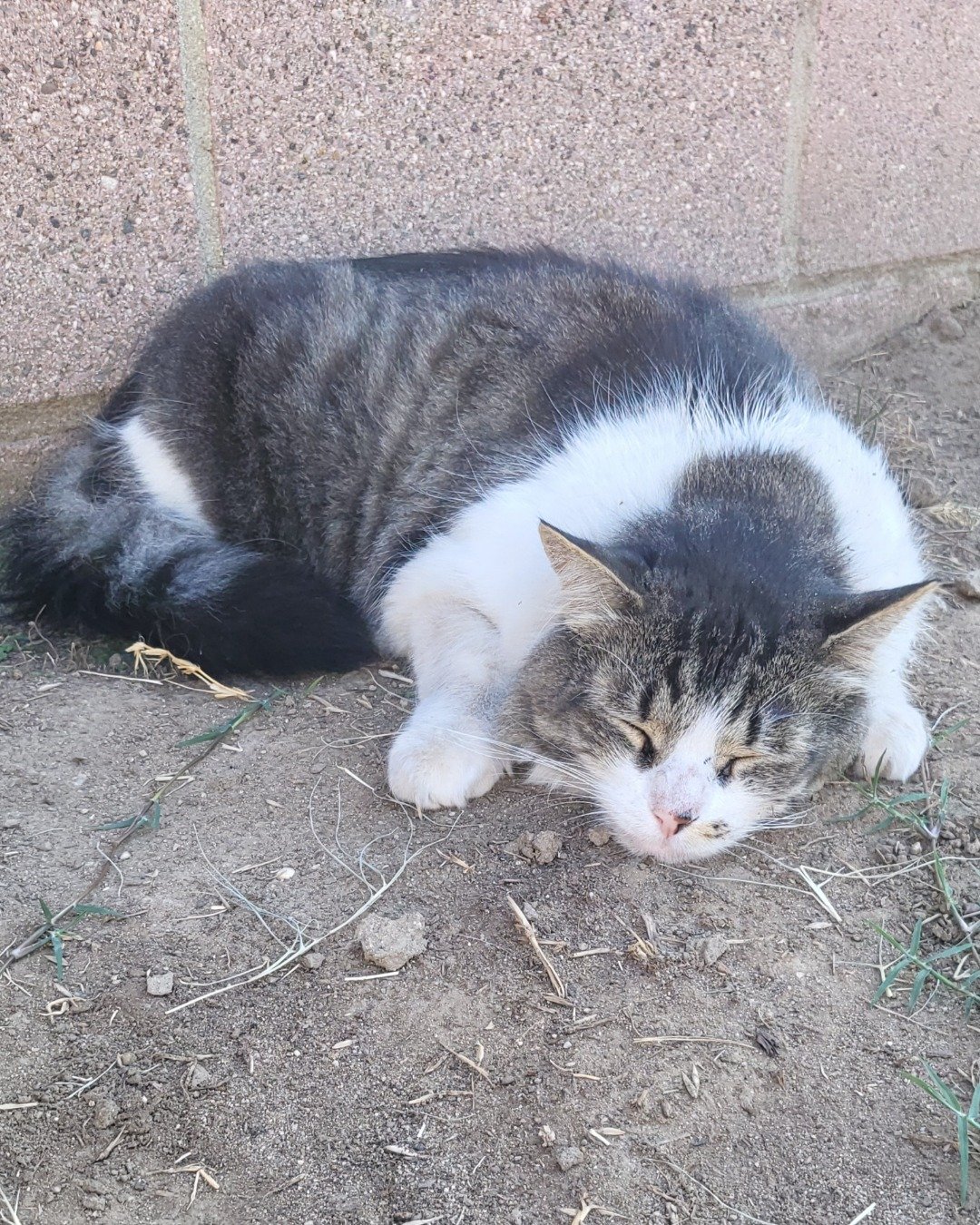 Farley Fart the tabby. Cat, Manx, Soil, Kitten, Grass, Plant
