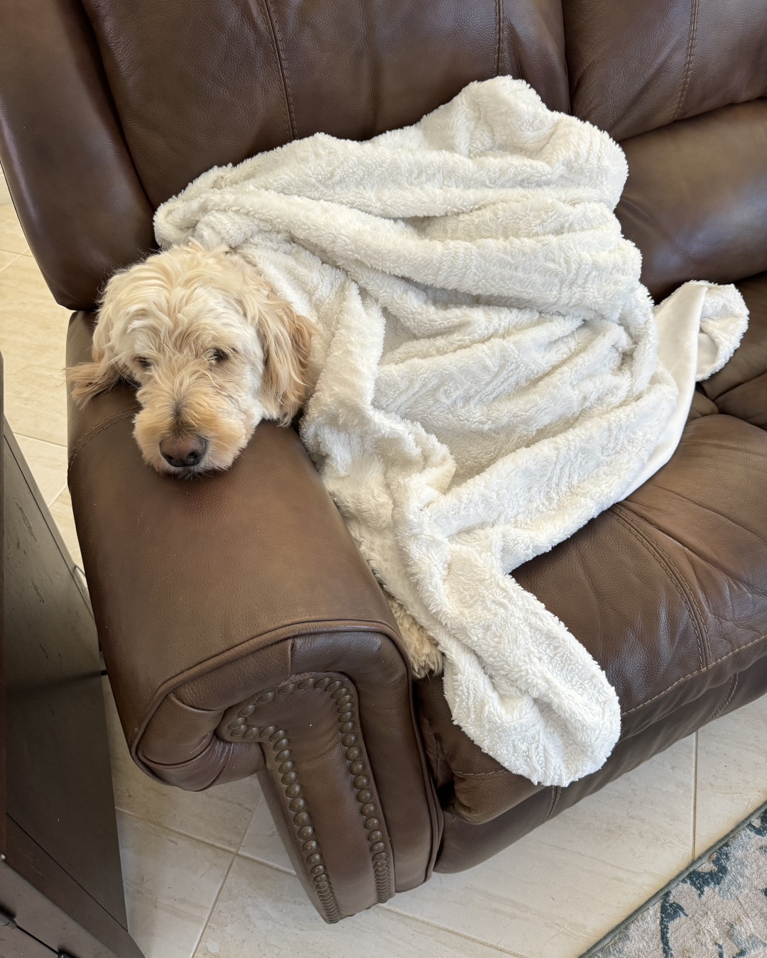 Bria the Goldendoodle