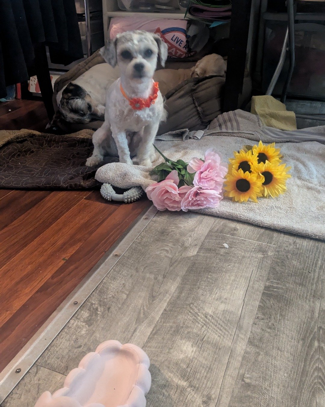 candy!🍭🍬. Wood, Dog, Puppy, Flower, Petal, Plant
