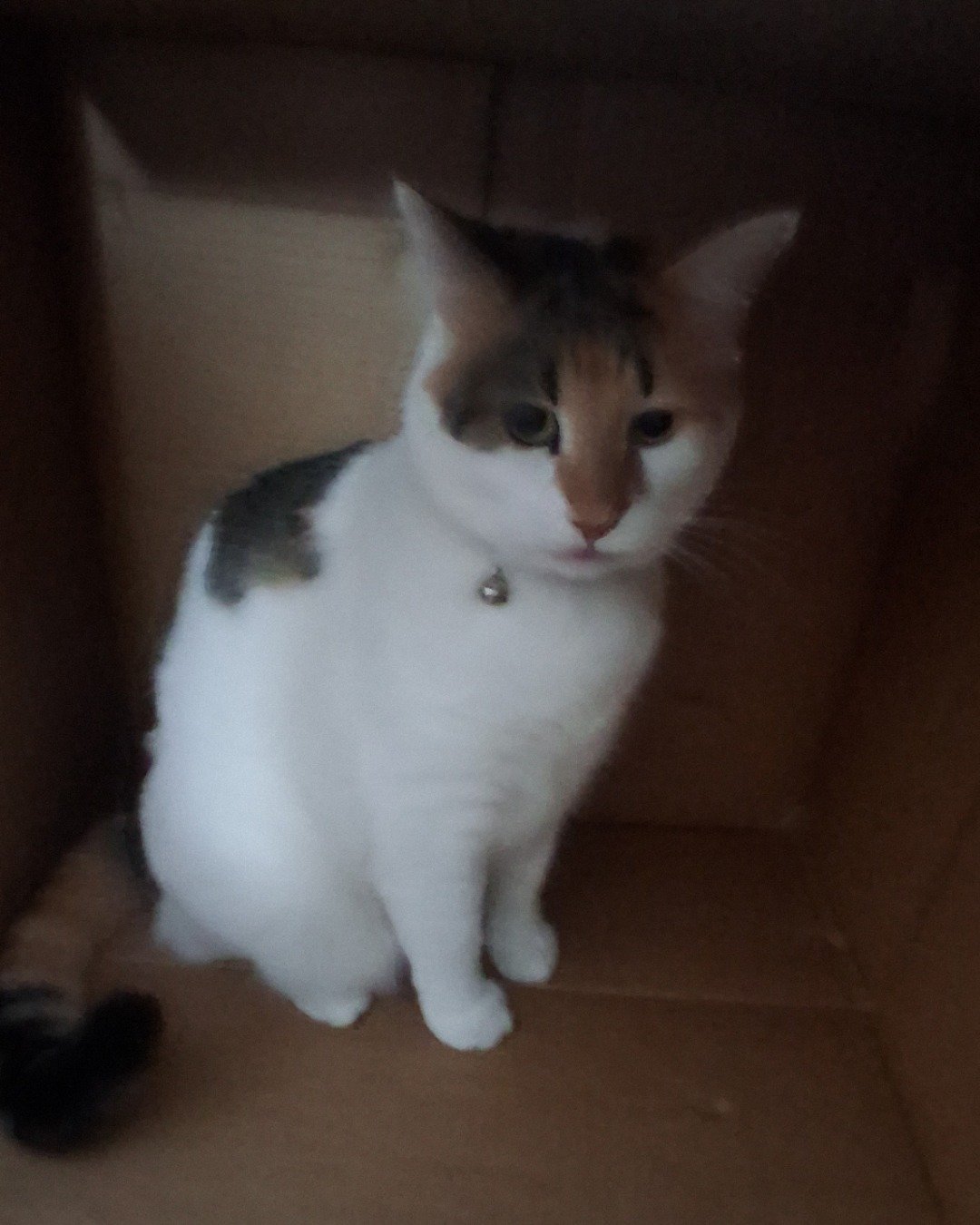 Callie the Calico maincoon. Cat, Kitten, Box, Manx, Accessories