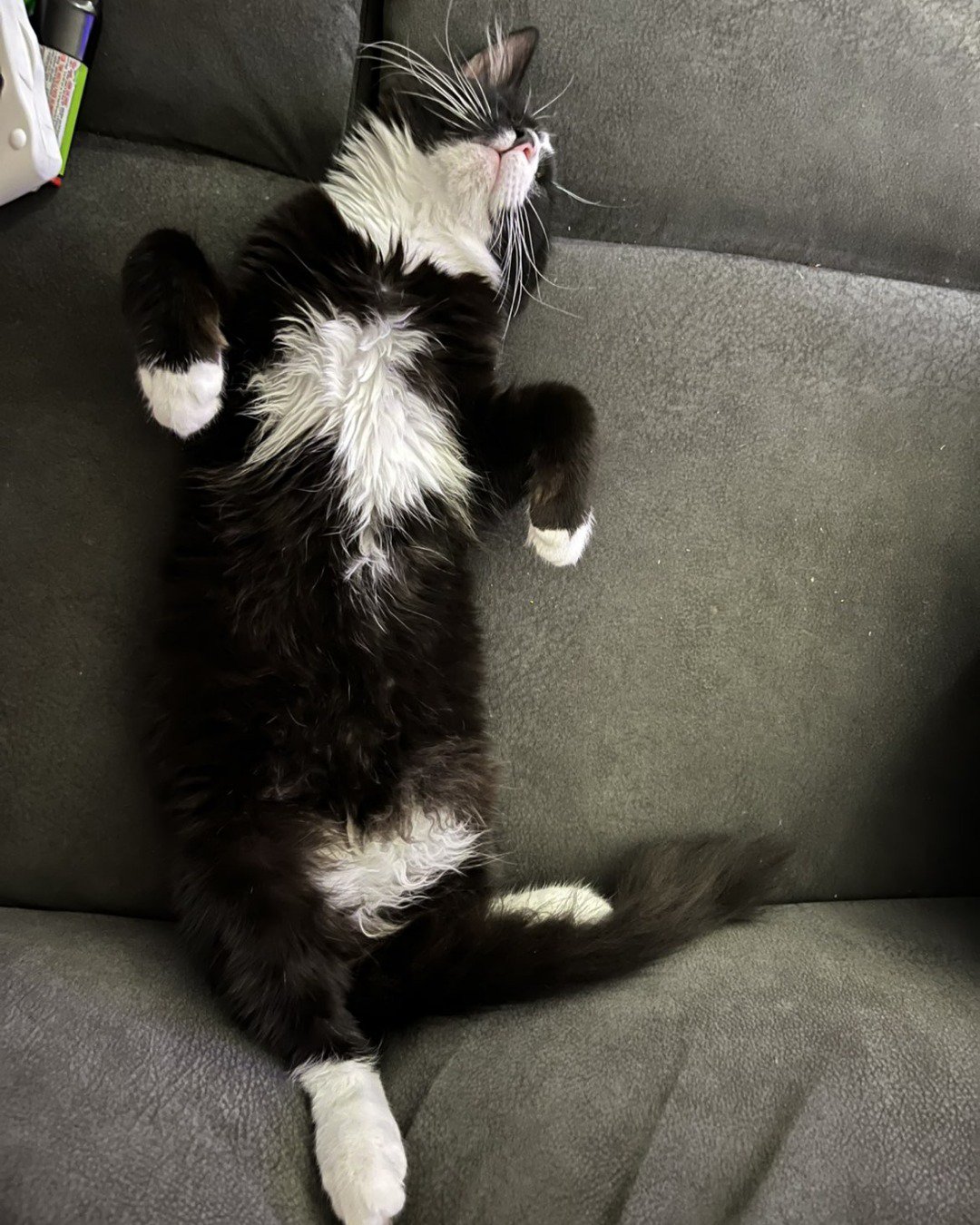 Olivier. Couch, Furniture, Cat, Chair