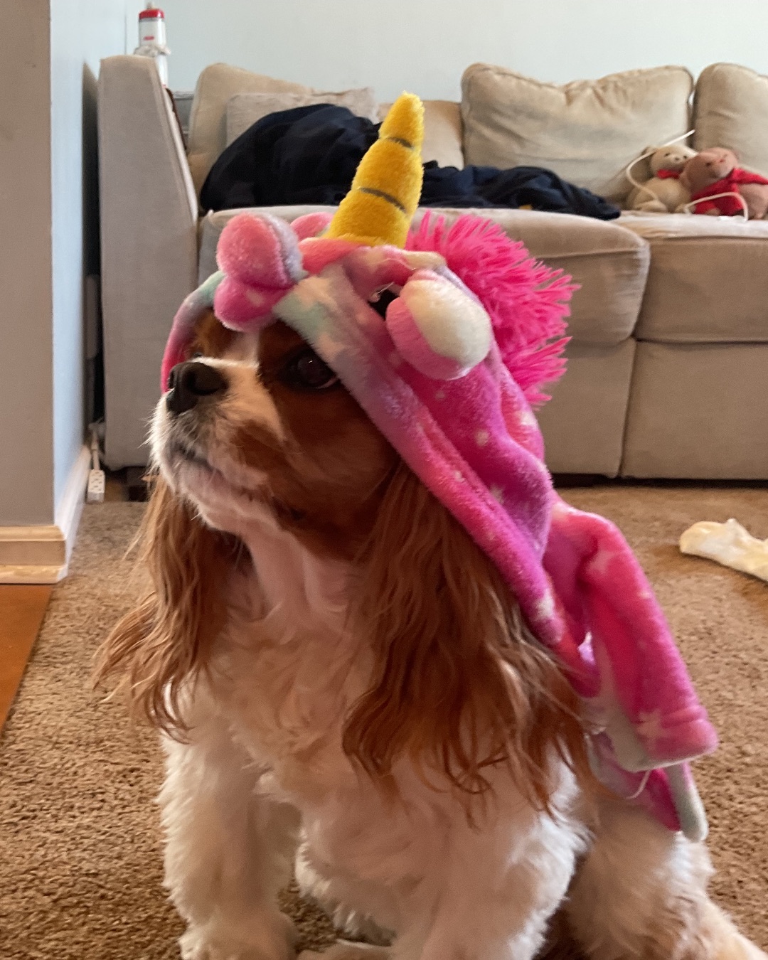 Arya the Cavalier King Charles Spaniel. Dog, Puppy, Couch, Furniture, Indoors, Interior Design