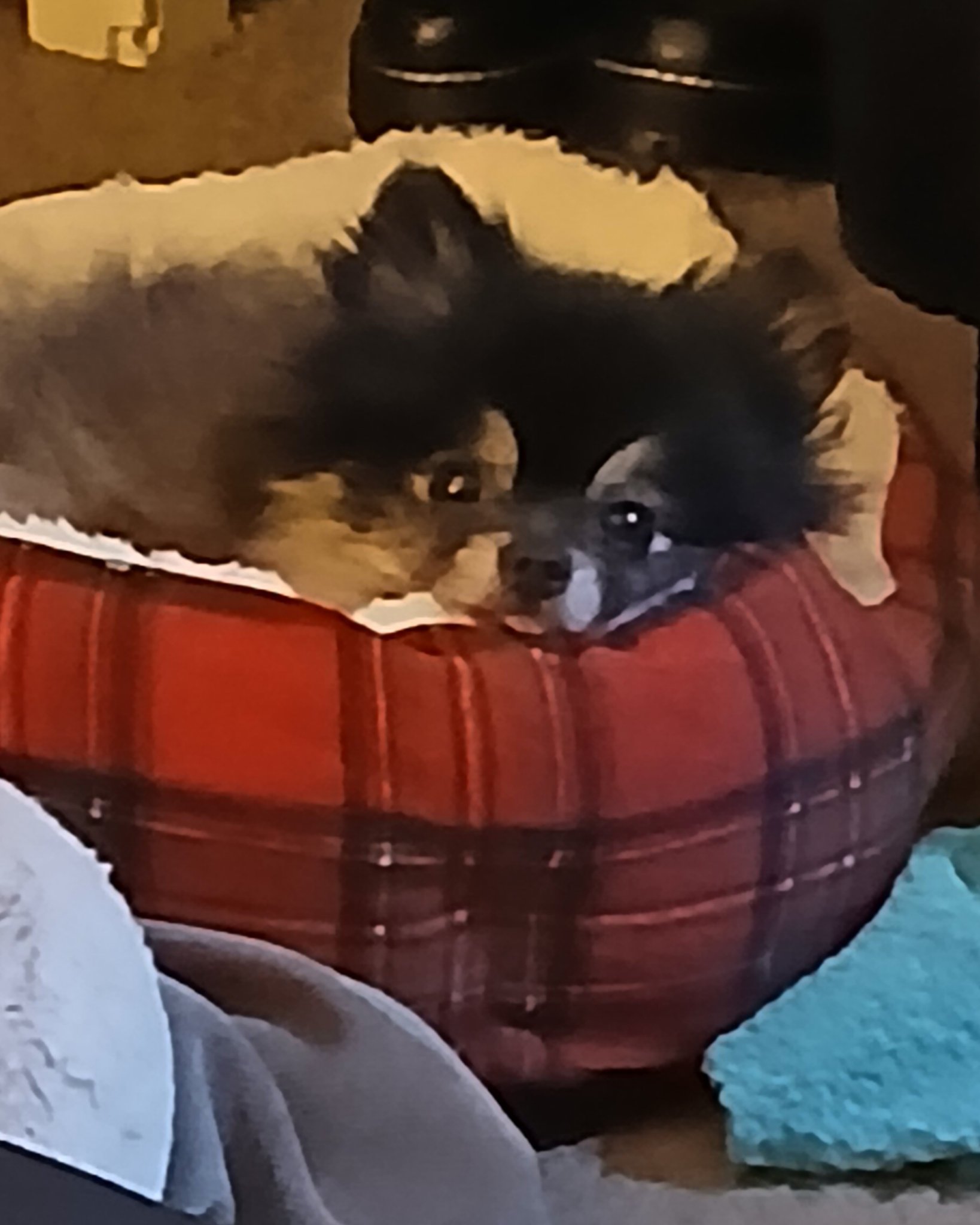 Millina Belle (Millie) the Pomeranian. Cushion, Home Decor, Dog, Puppy, Couch, Furniture