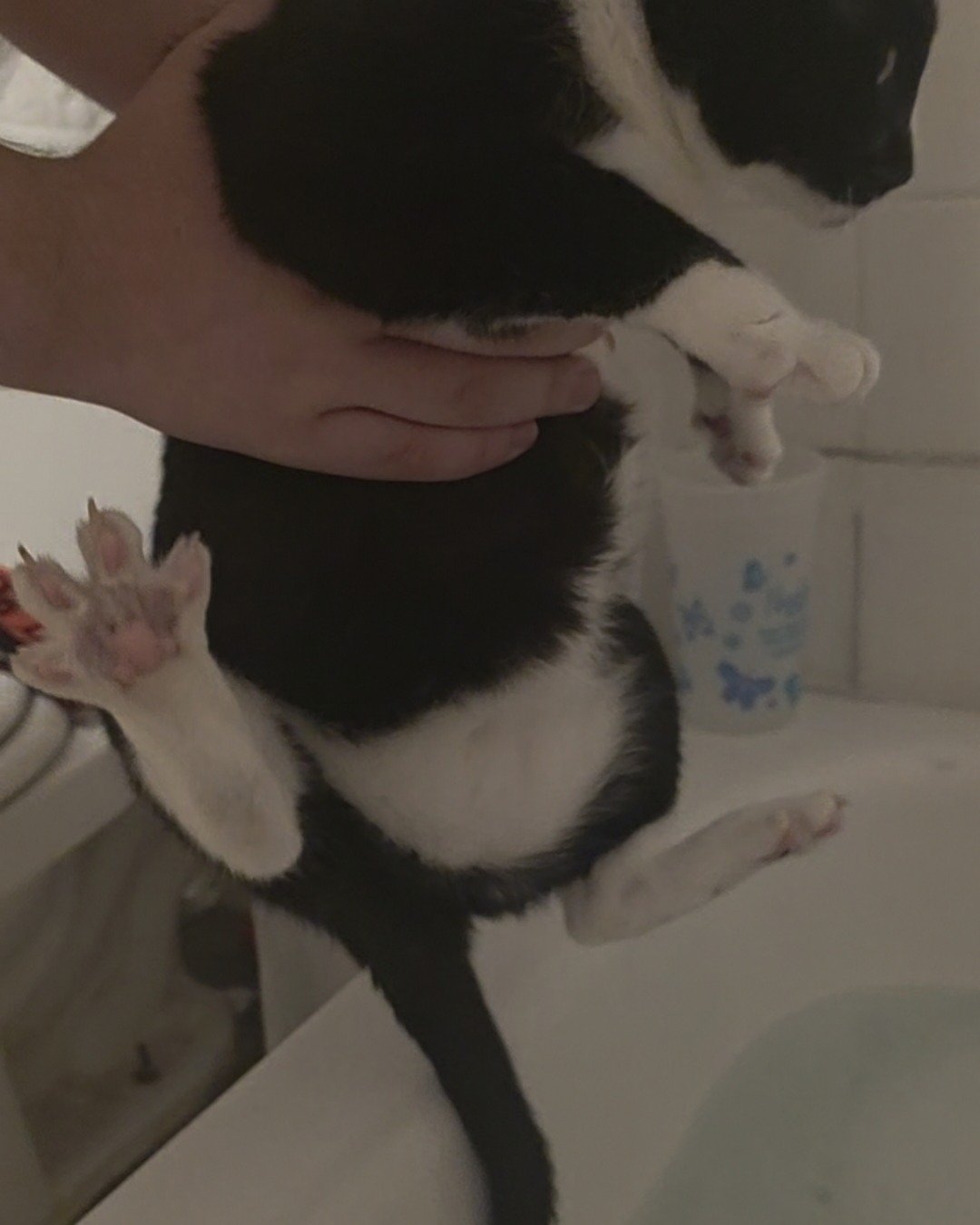 Lorelai the Tuxedo. Bathing, Bathtub, Person, Tub, Cat