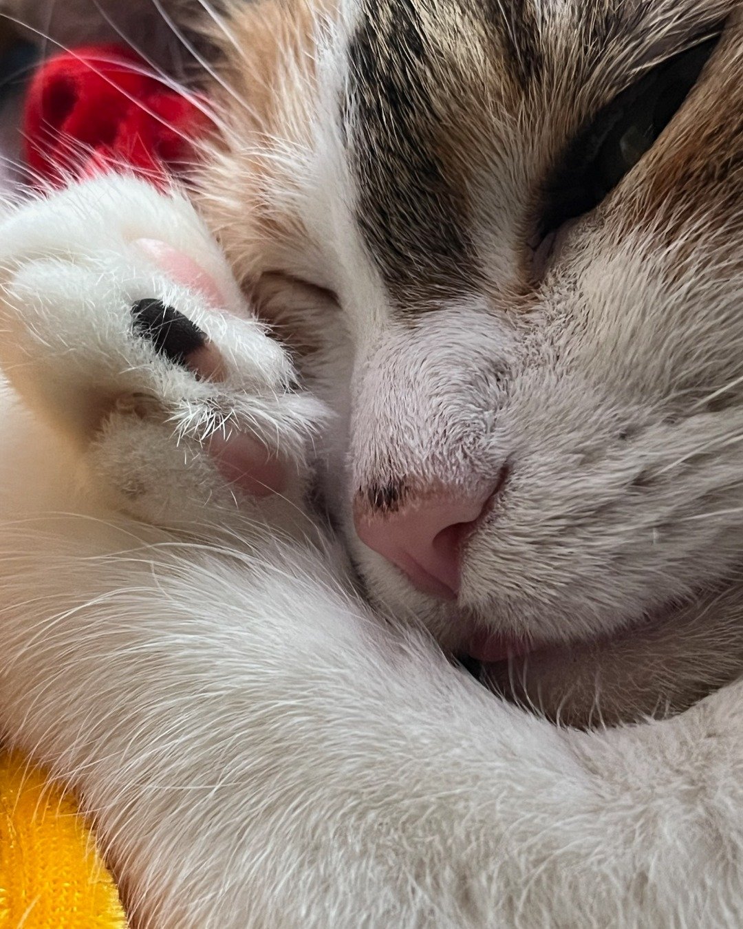 Zoey the callico. Cat, Kitten, Person, Sleeping