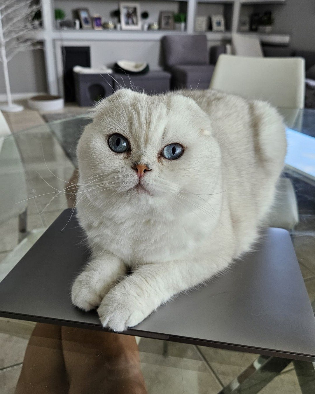 kenaz the Scottish fold. Furniture, Table, Coffee Table, Cat, Tabletop