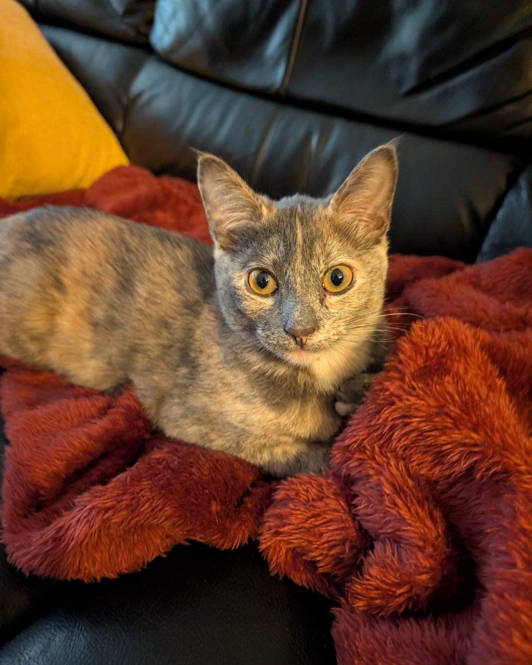 Sadie. Blanket, Cat, Couch, Furniture
