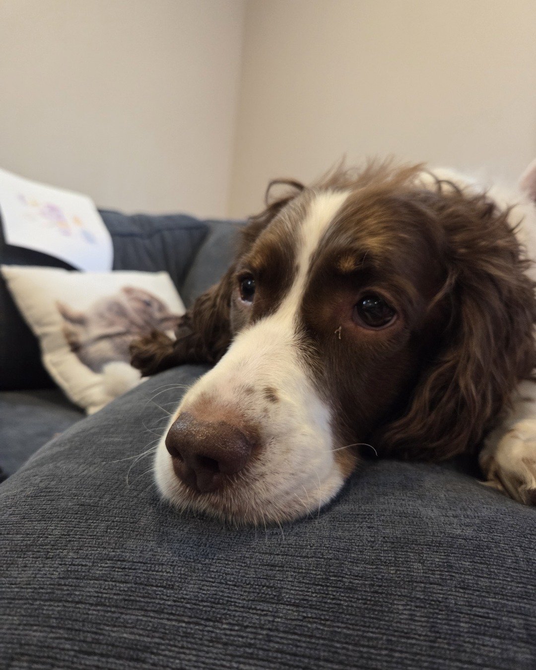 Sparky the English Springer Spaniel. Couch, Furniture, Cushion, Home Decor, Dog, Puppy