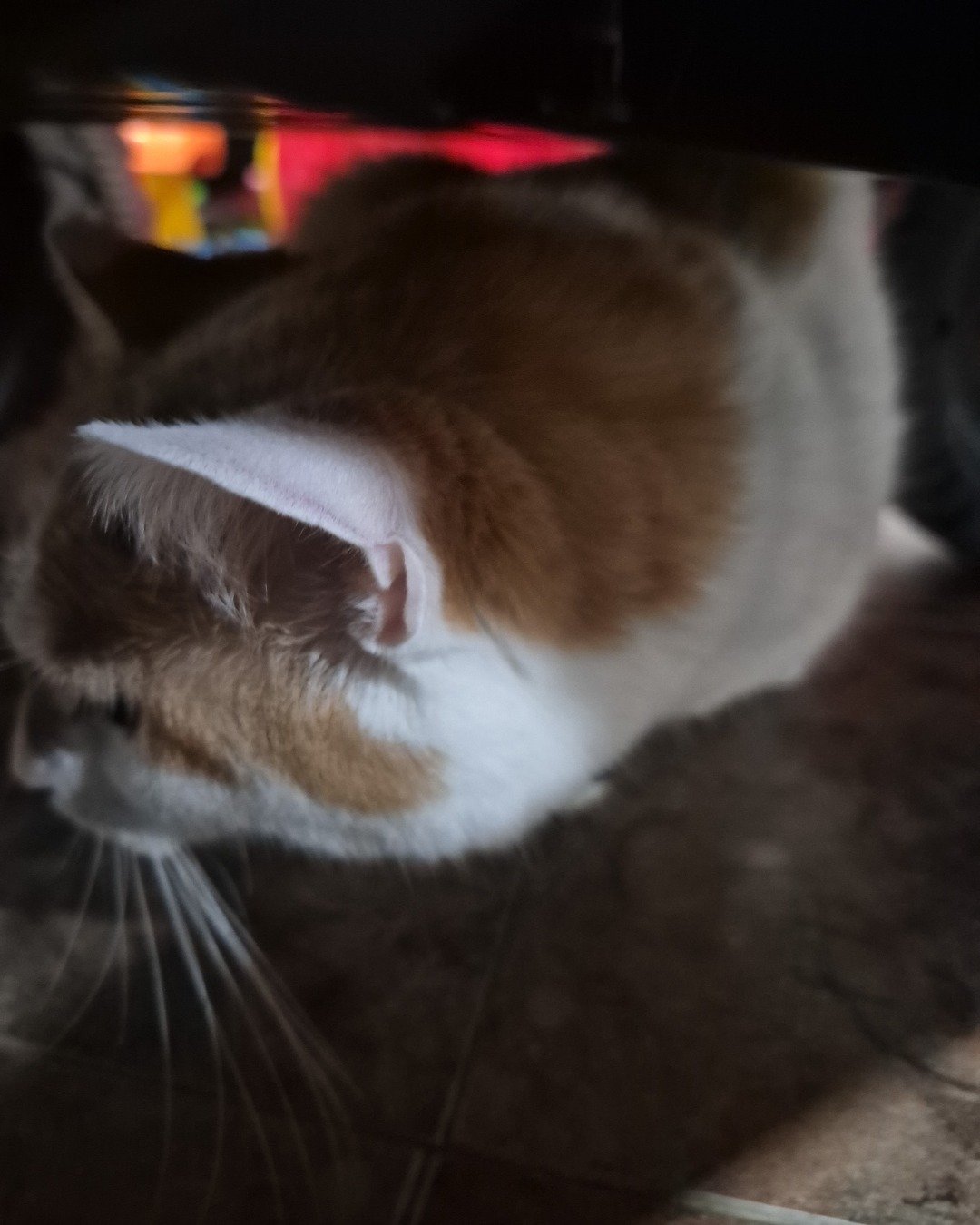 zipper the ???. Cat, Manx