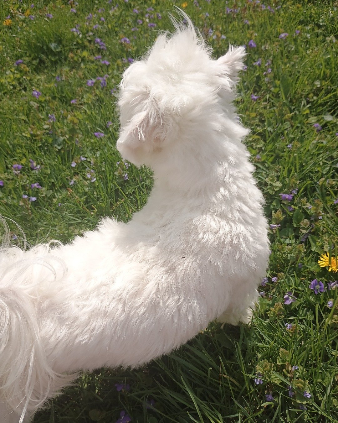 brook the Maltese. Dog, White Dog, Grass, Plant, Eskimo Dog, Puppy
