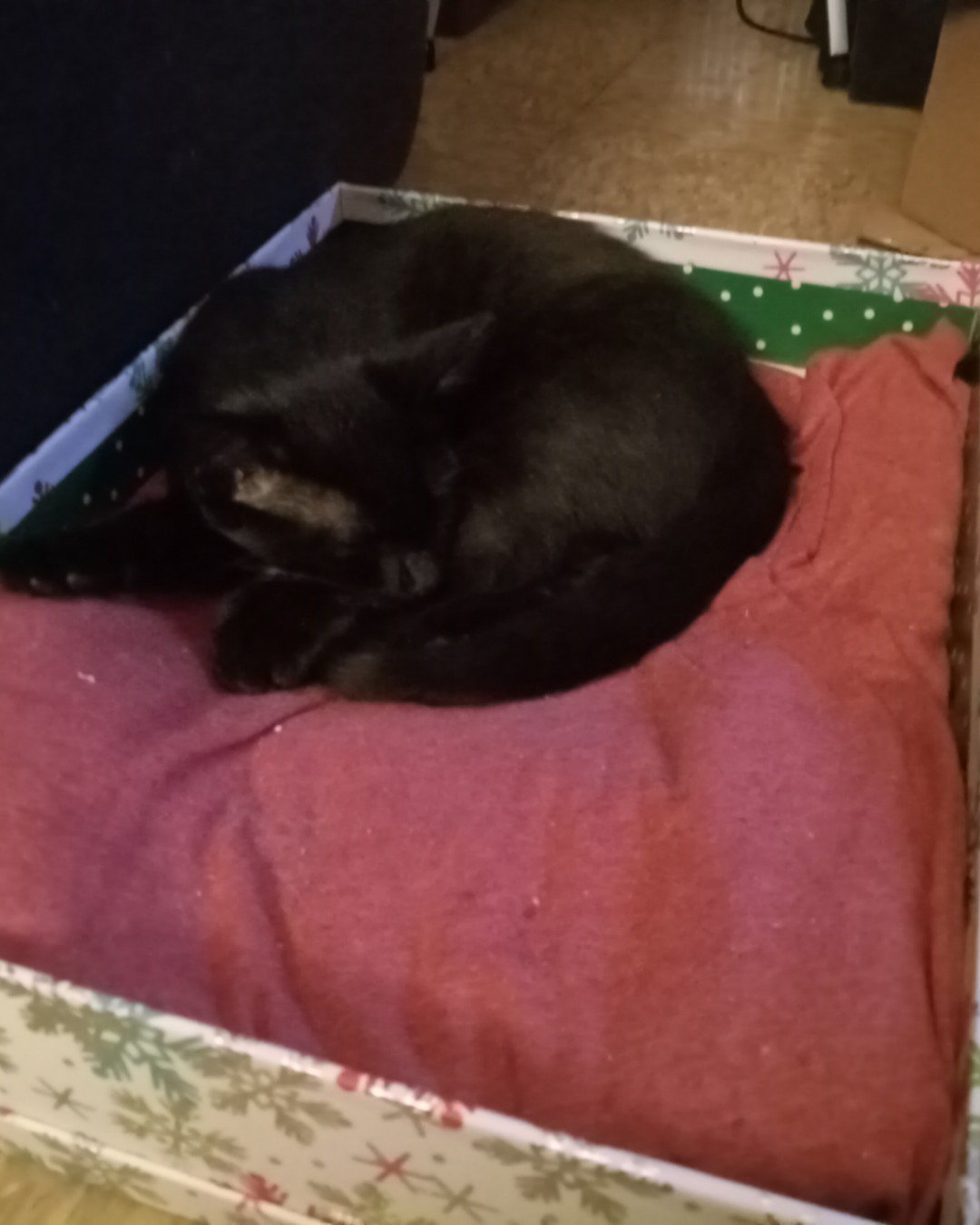 Danny. Cat, Box, Cushion, Home Decor, Furniture, Black Cat