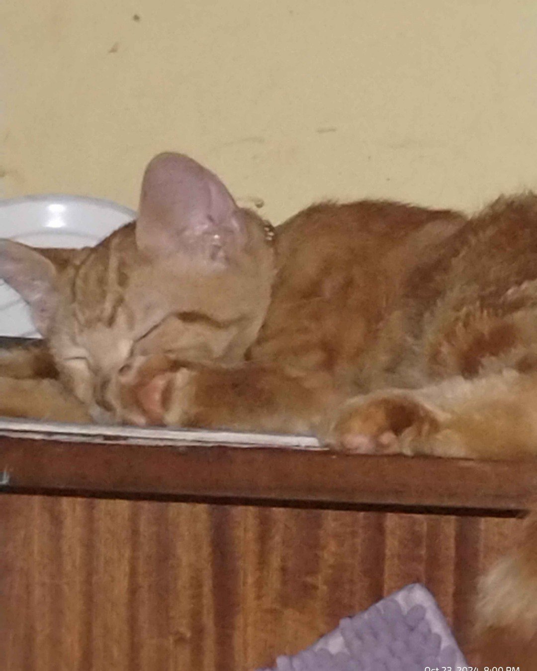 Pumpkin. Abyssinian, Cat, Kitten