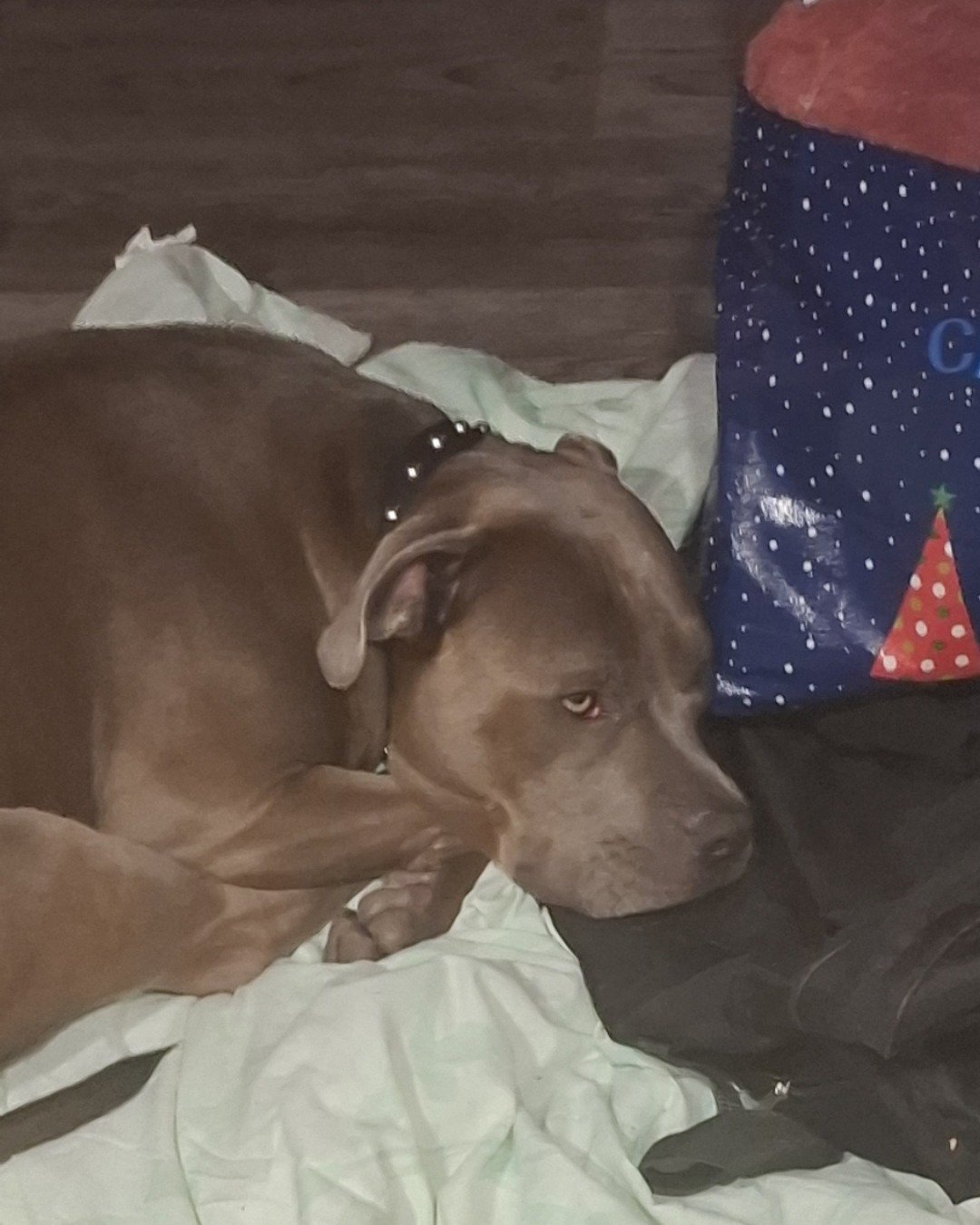 violet the pitbull. Dog, Puppy