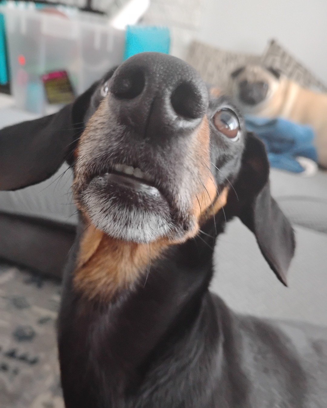 ralphie the wiener dog. Dog, Puppy, Snout, Hound