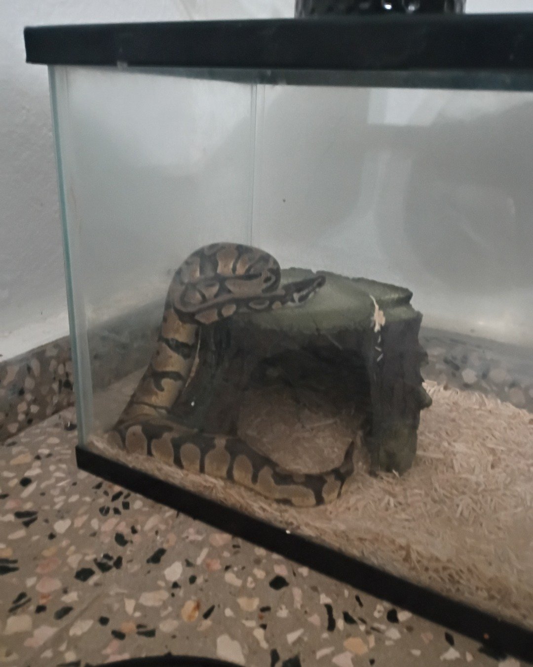 Zeus the Ball pithon. Reptile, Snake