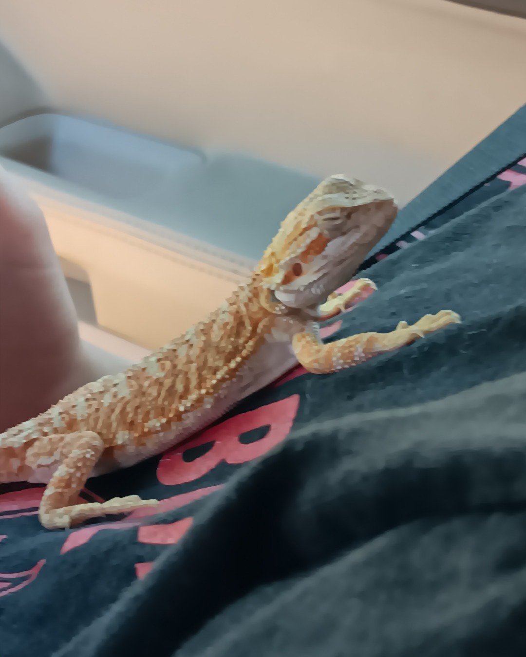 Mufasa the bearded dragon. Gecko, Lizard, Reptile