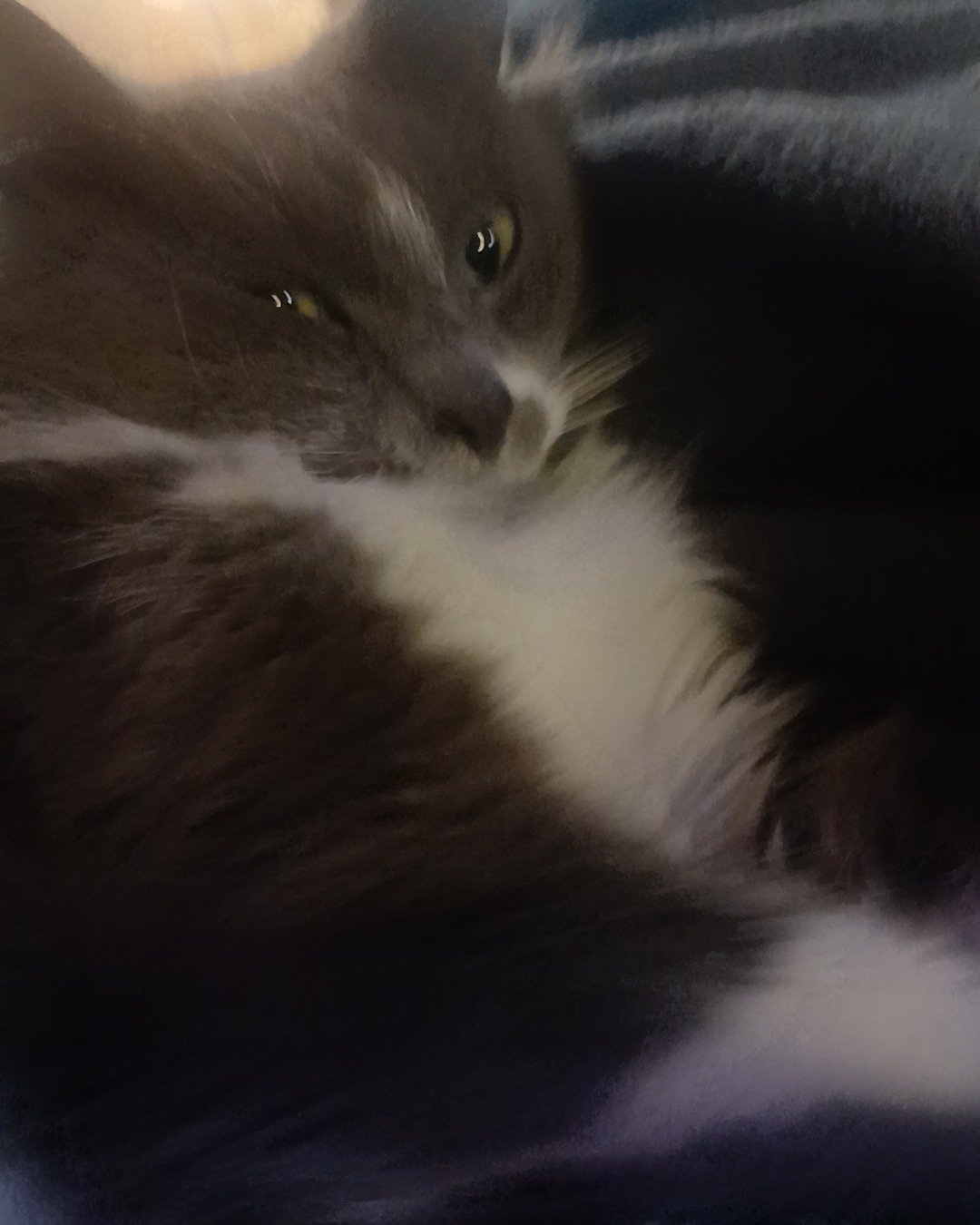 Tom the long hair cat. Cat, Kitten