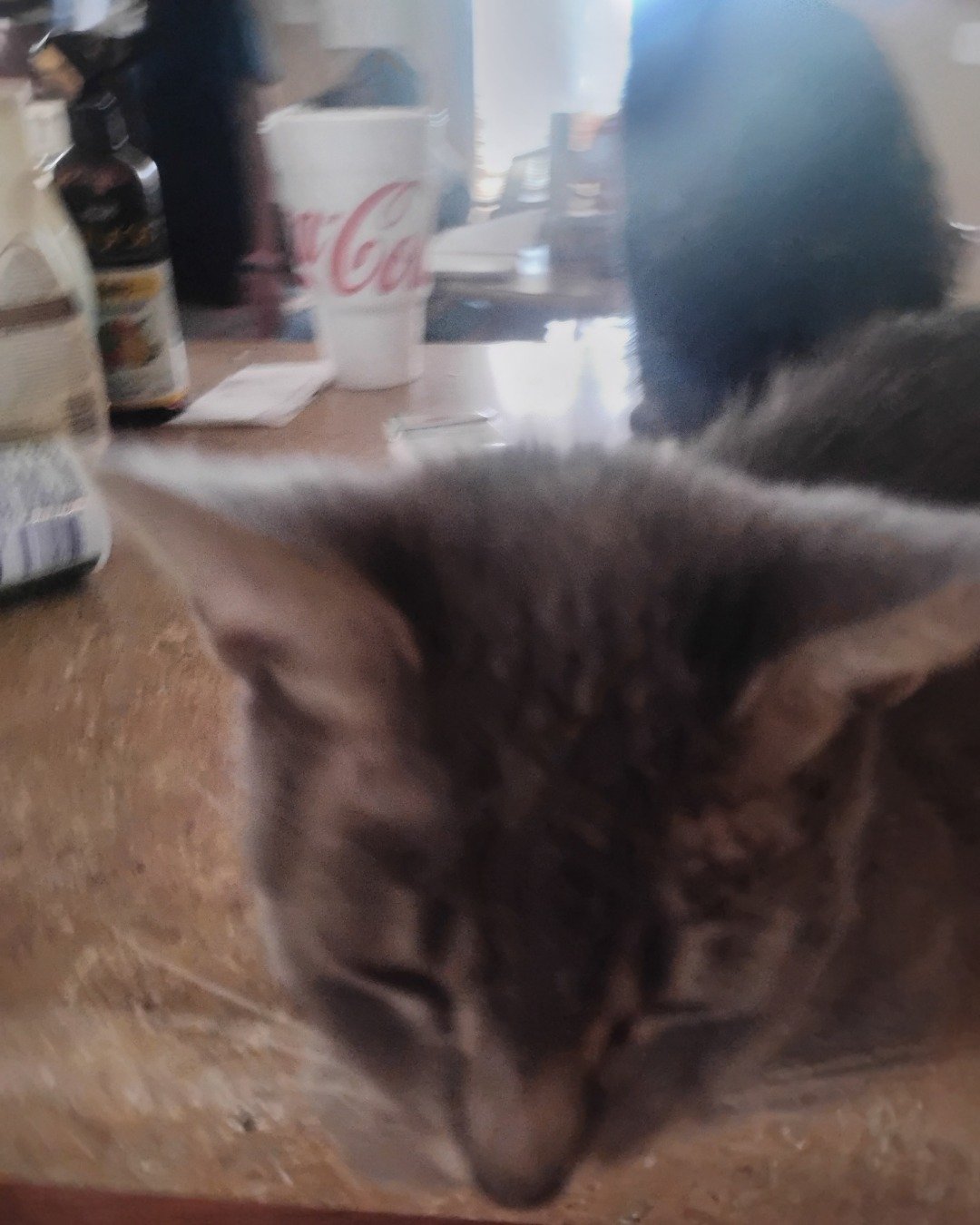Bell. Cat, Kitten, Furniture, Table, Cup, Dining Table