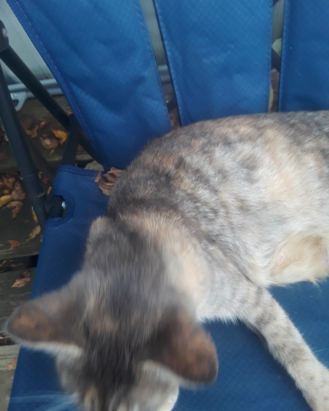 socks the gray tabby. Furniture, Dog, Chair, Cat