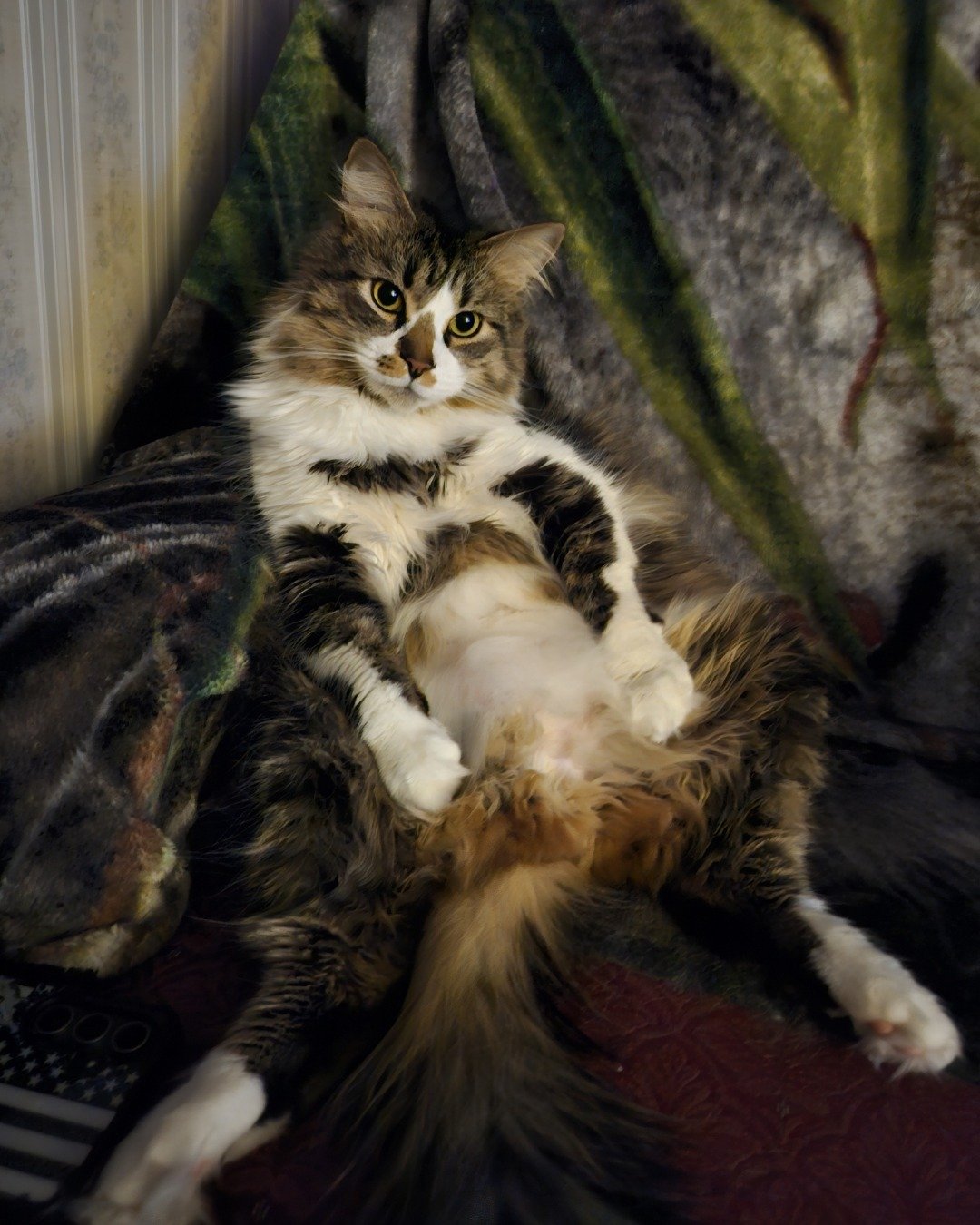 Zazu the American medium hair. Cat, Kitten, Manx, Abyssinian