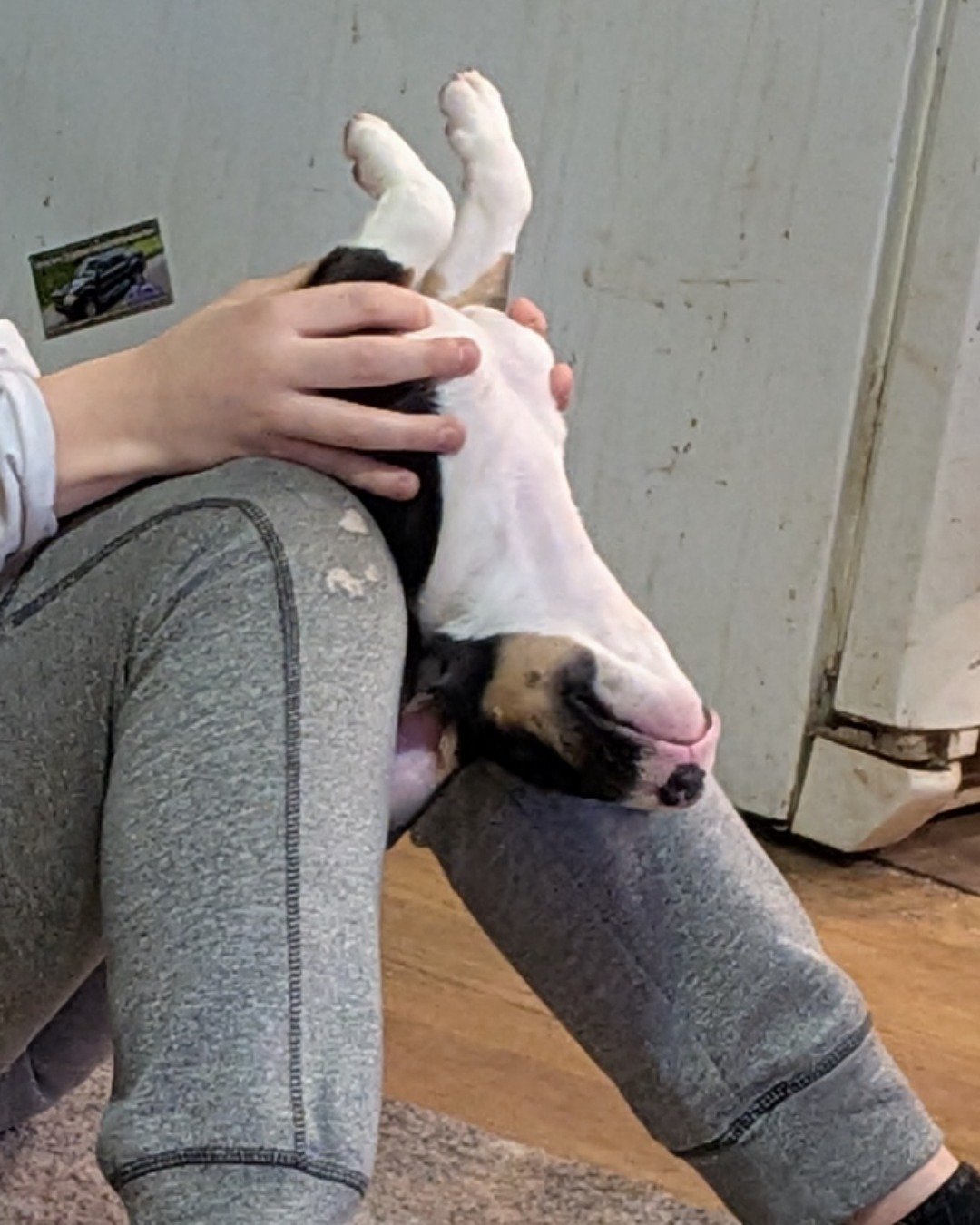 Chinook the bull terrier. Clothing, Pants, Dog, Hound, Person