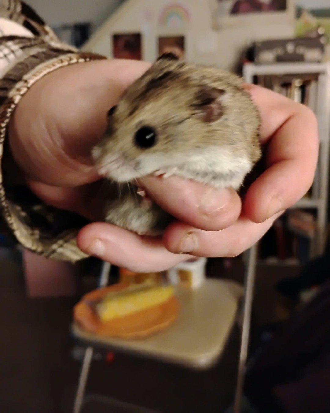 sam the cambell dwarf hamster. Rodent, Hamster, Rat