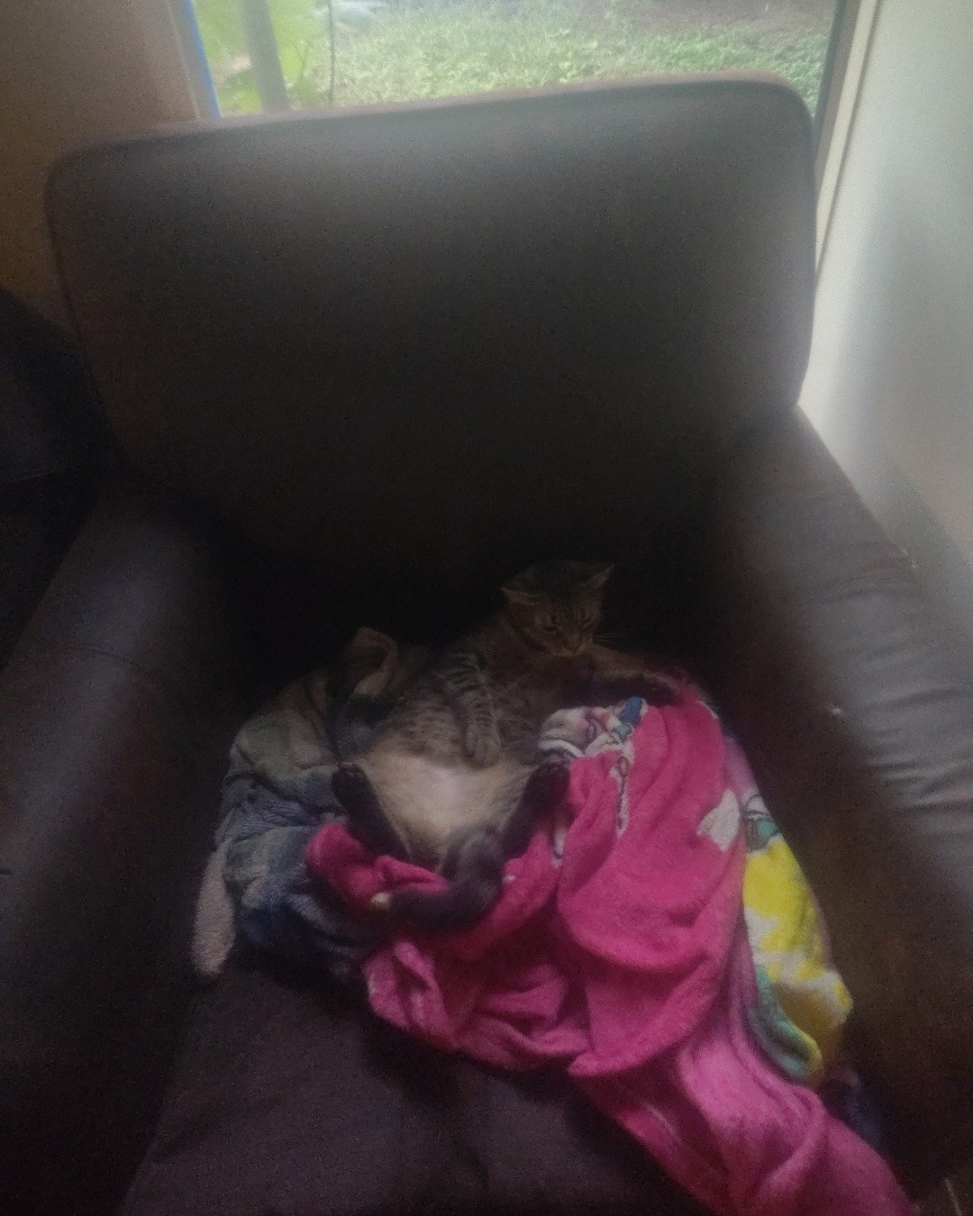 pepper the Tybee. Couch, Furniture, Cushion, Home Decor, Chair, Person