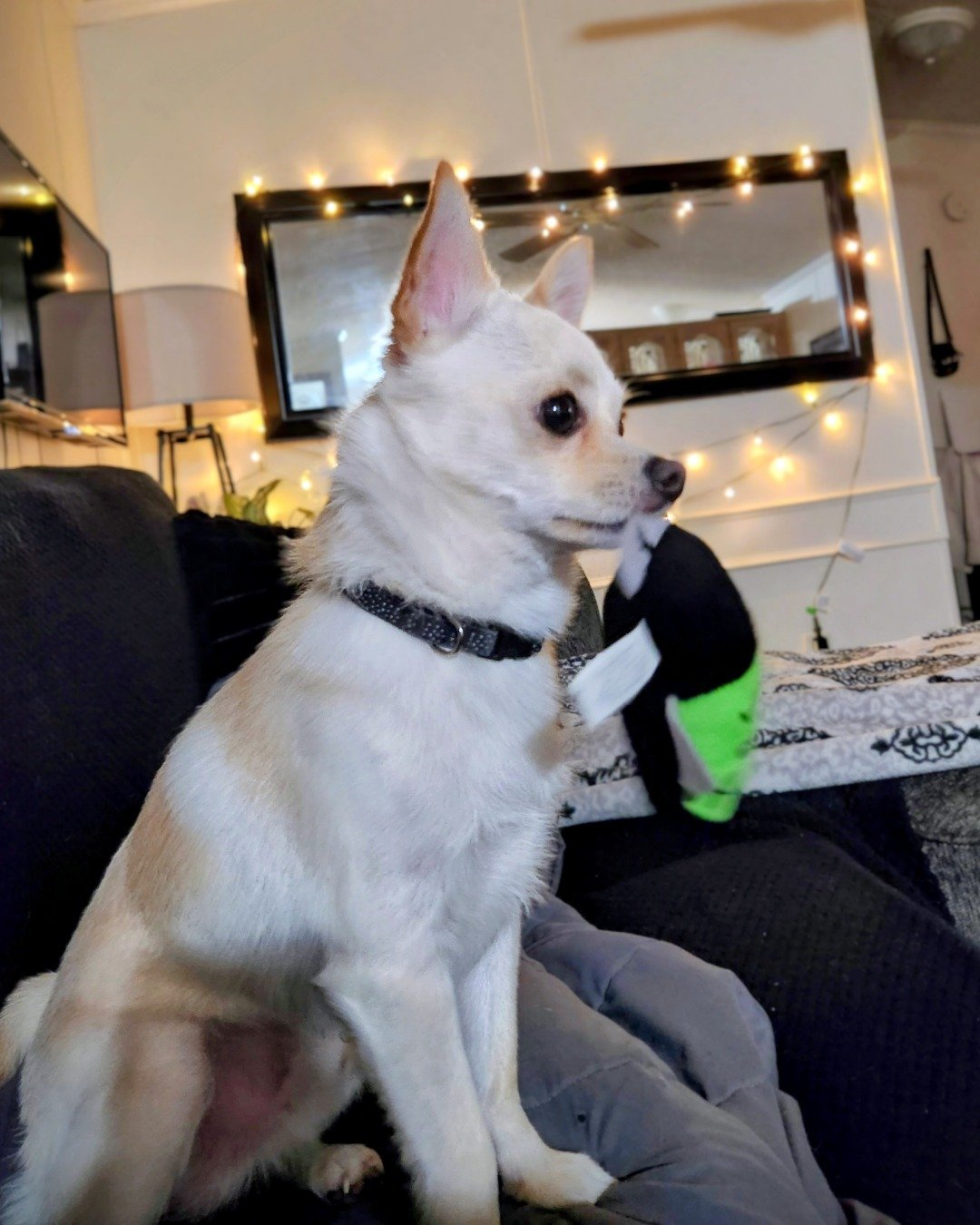 Sunny boy ❀🌞🌟 the Chihuahua mix — Indoors, Interior Design, Computer Hardware, Electronics, Hardware, Monitor