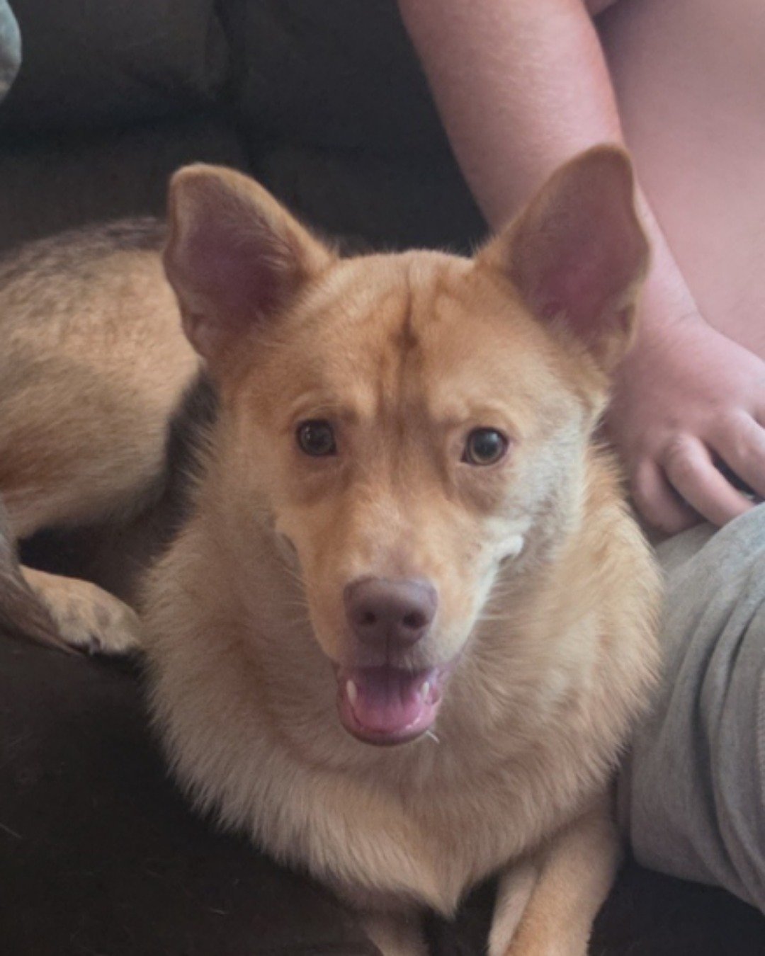 Smokey the Golden Retriever, Pitbull, English Mastiff, Siberia husky, C. Dog, Husky, Puppy