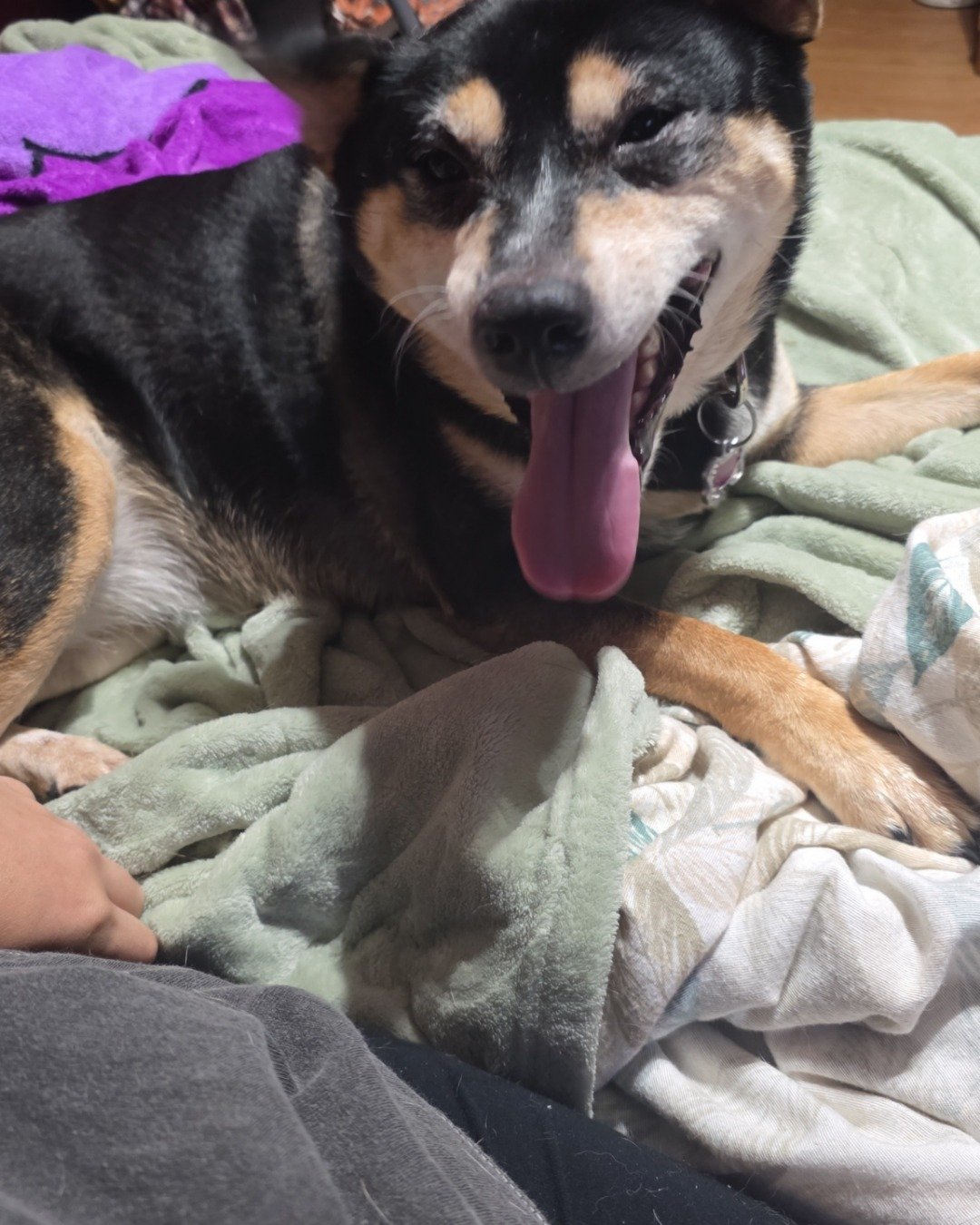 Olive the Shiba/Heeler. Dog, Puppy, Blanket, Hound, Husky, Home Decor