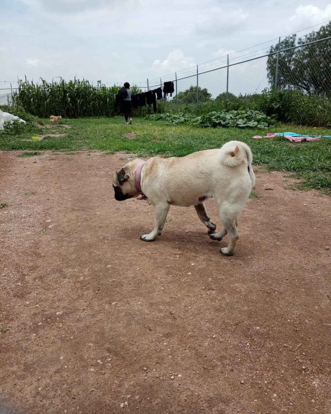 lucy the pug. Dog, Person, Clothing, Footwear, Shoe