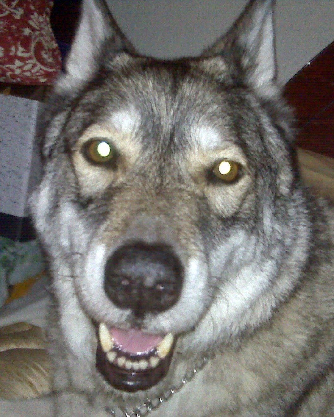 all my floofs. Dog, Husky
