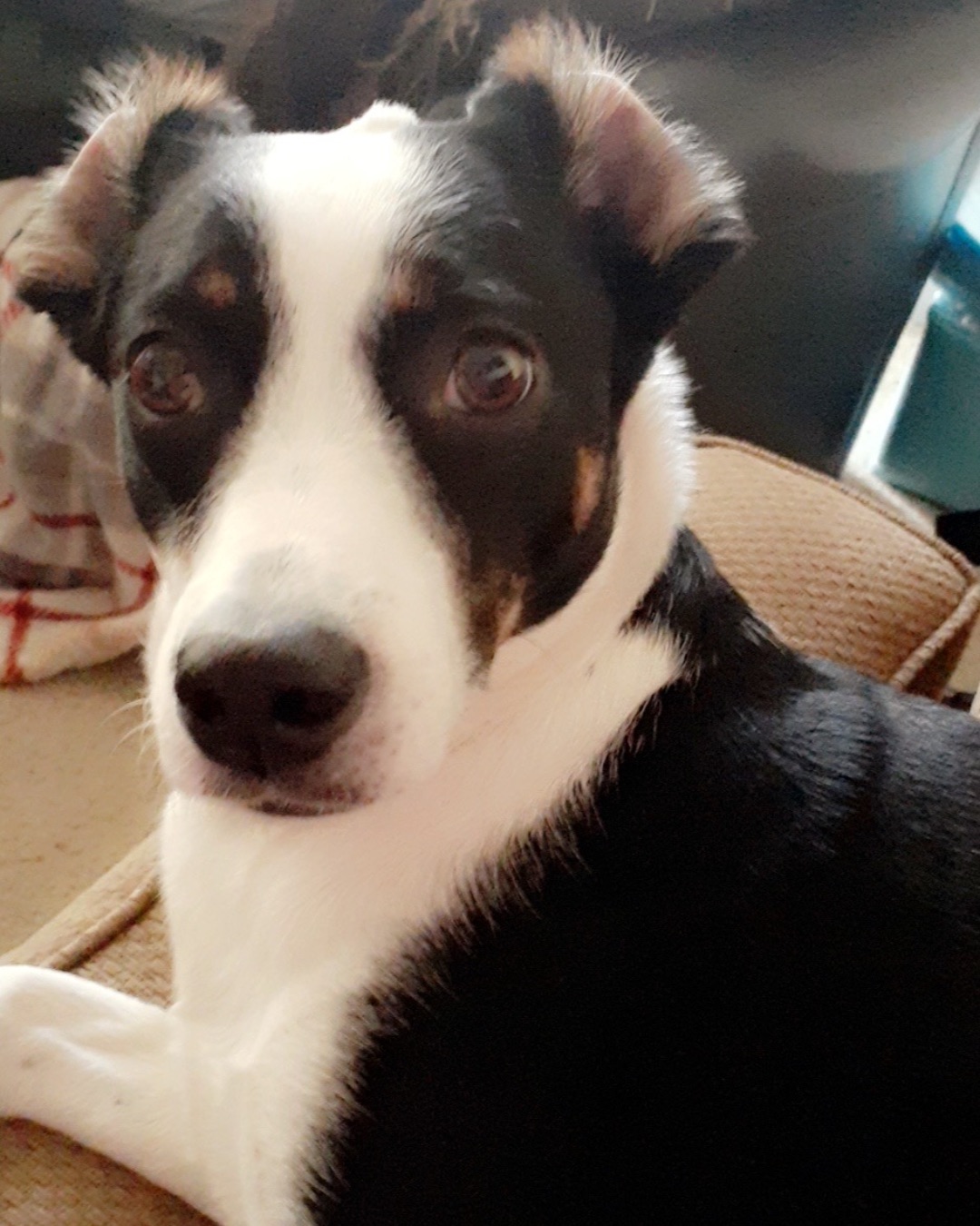 Midi the Aussie/ Blue Heeler