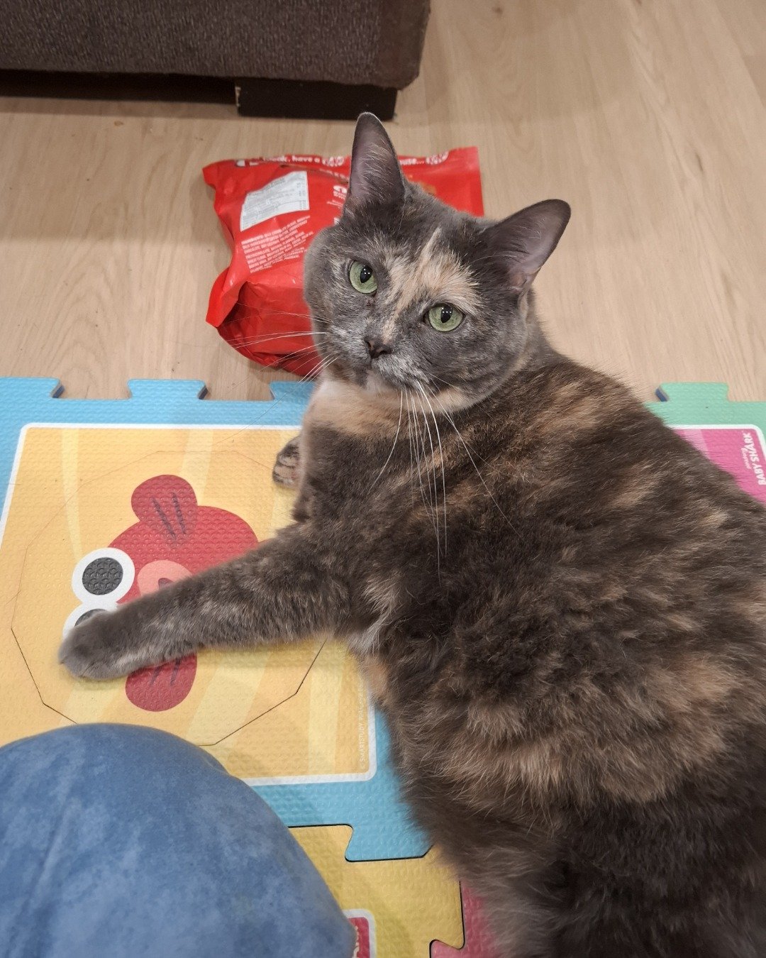 jellybean the calico. Cat, Manx, Indoors, Interior Design, Home Decor, Cushion