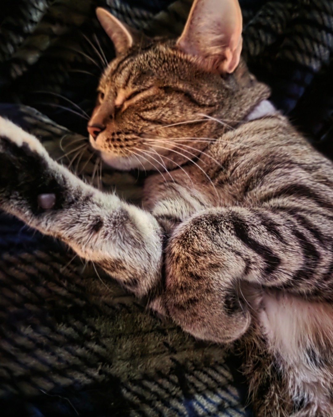 Nugget the tabby. Person, Sleeping, Cat, Kitten, Abyssinian