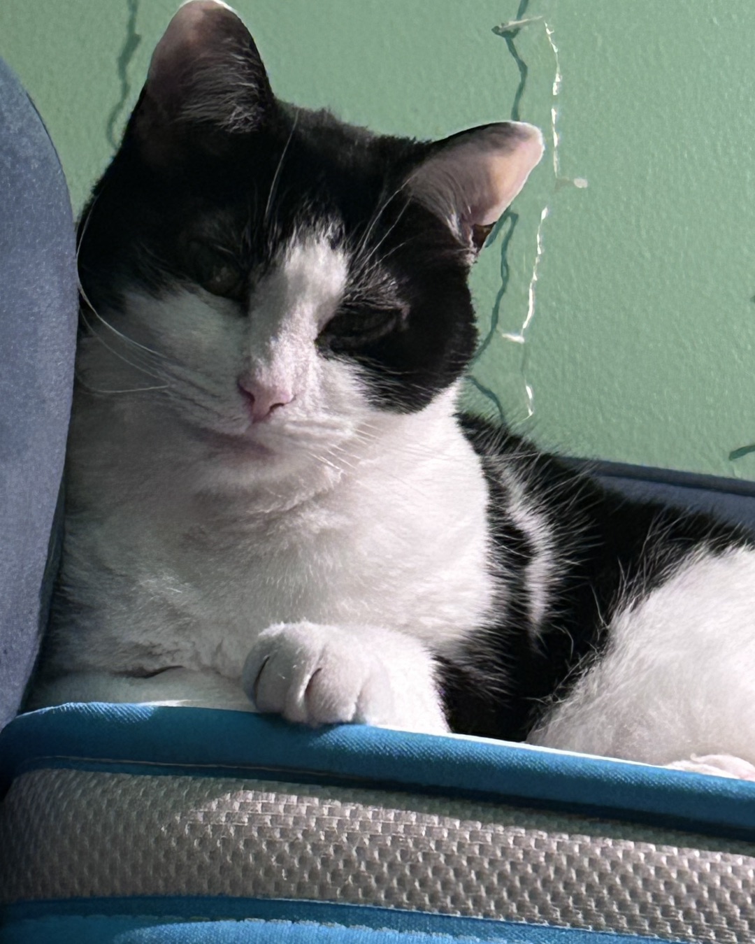 Lucy. Cat, Furniture, Chair, Couch, Manx