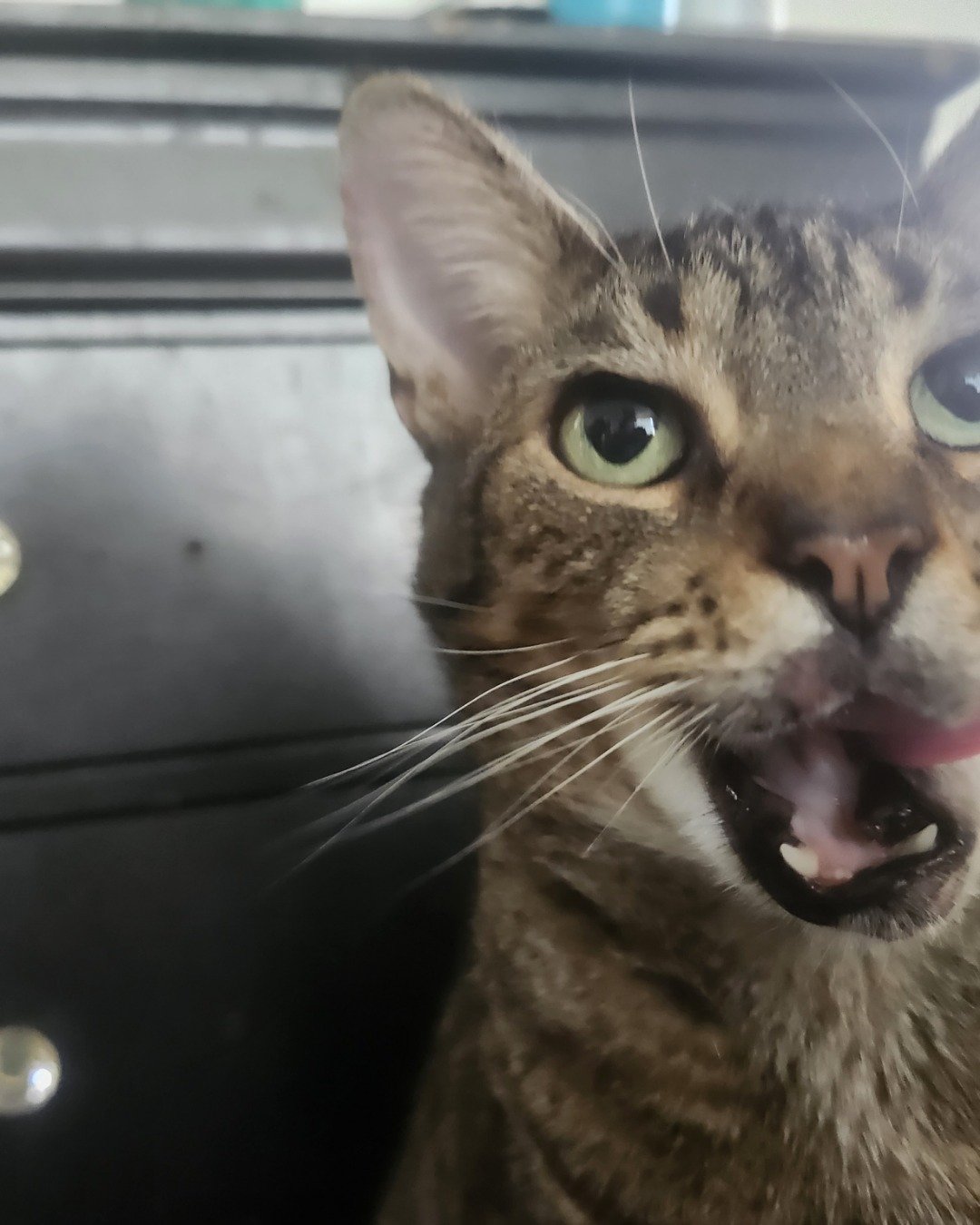 shadow the American short hair. Cat, Body Part, Mouth, Person, Abyssinian, Furniture
