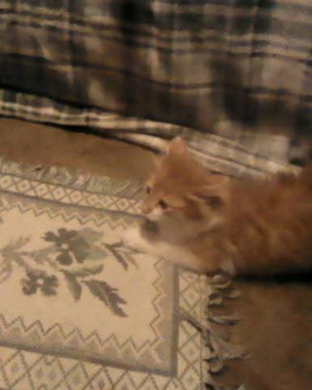 Lucky. Home Decor, Cushion, Cat, Kitten, Couch, Furniture