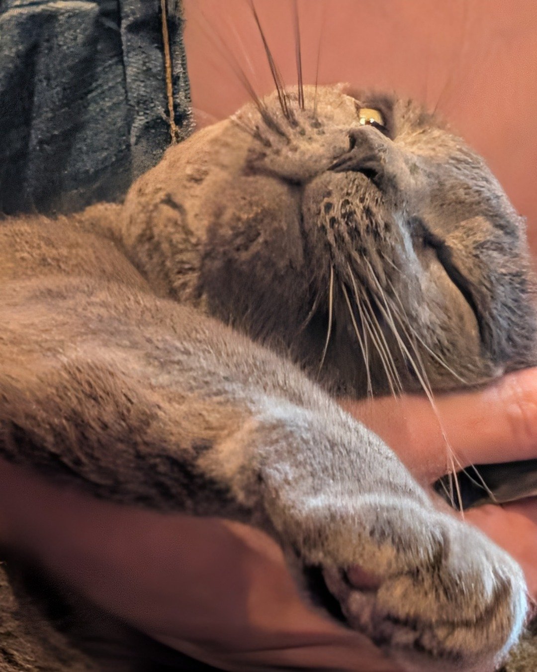 Theseus. Abyssinian, Cat, Person