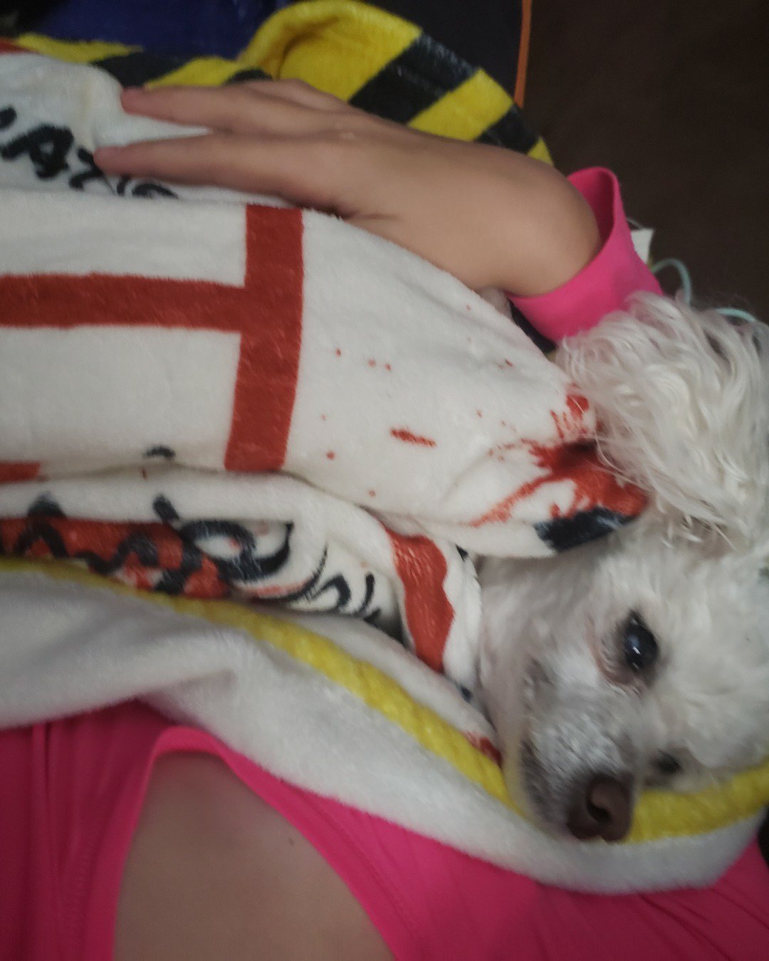 Zoe the teddy bear. Blanket, Dog