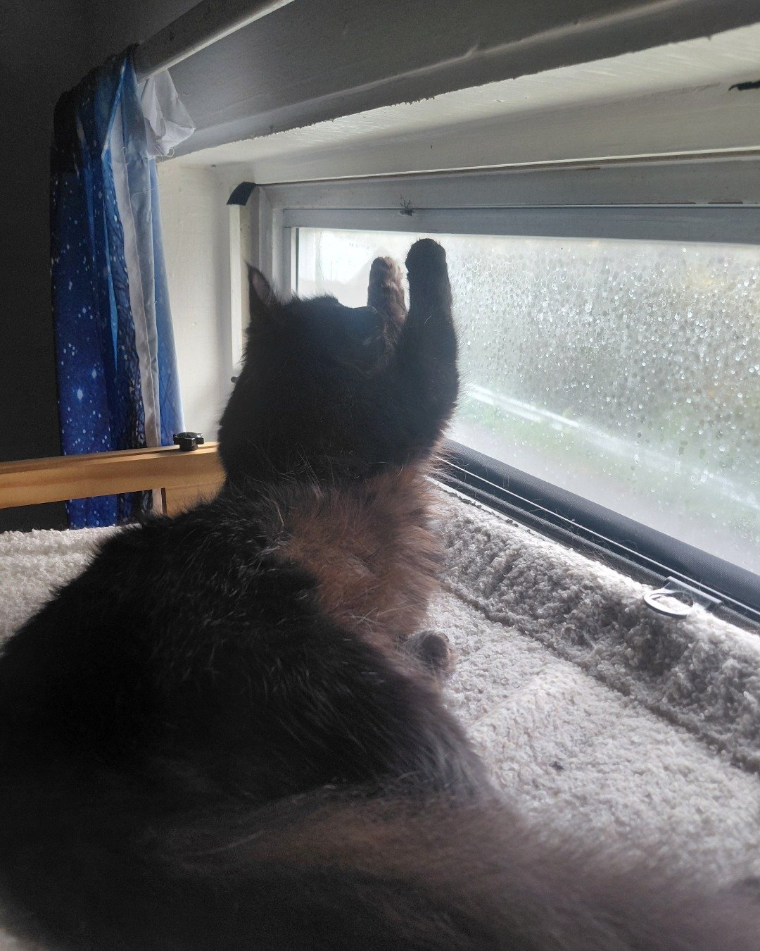 Kitty. Window, Windowsill, Cat