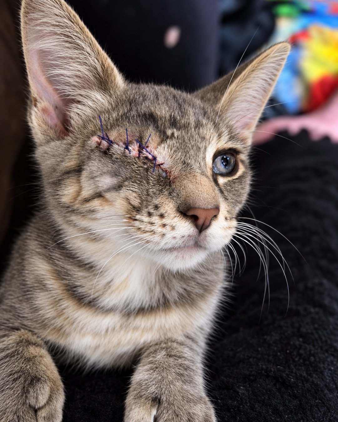 Mitten the tabby. Abyssinian, Cat, Kitten