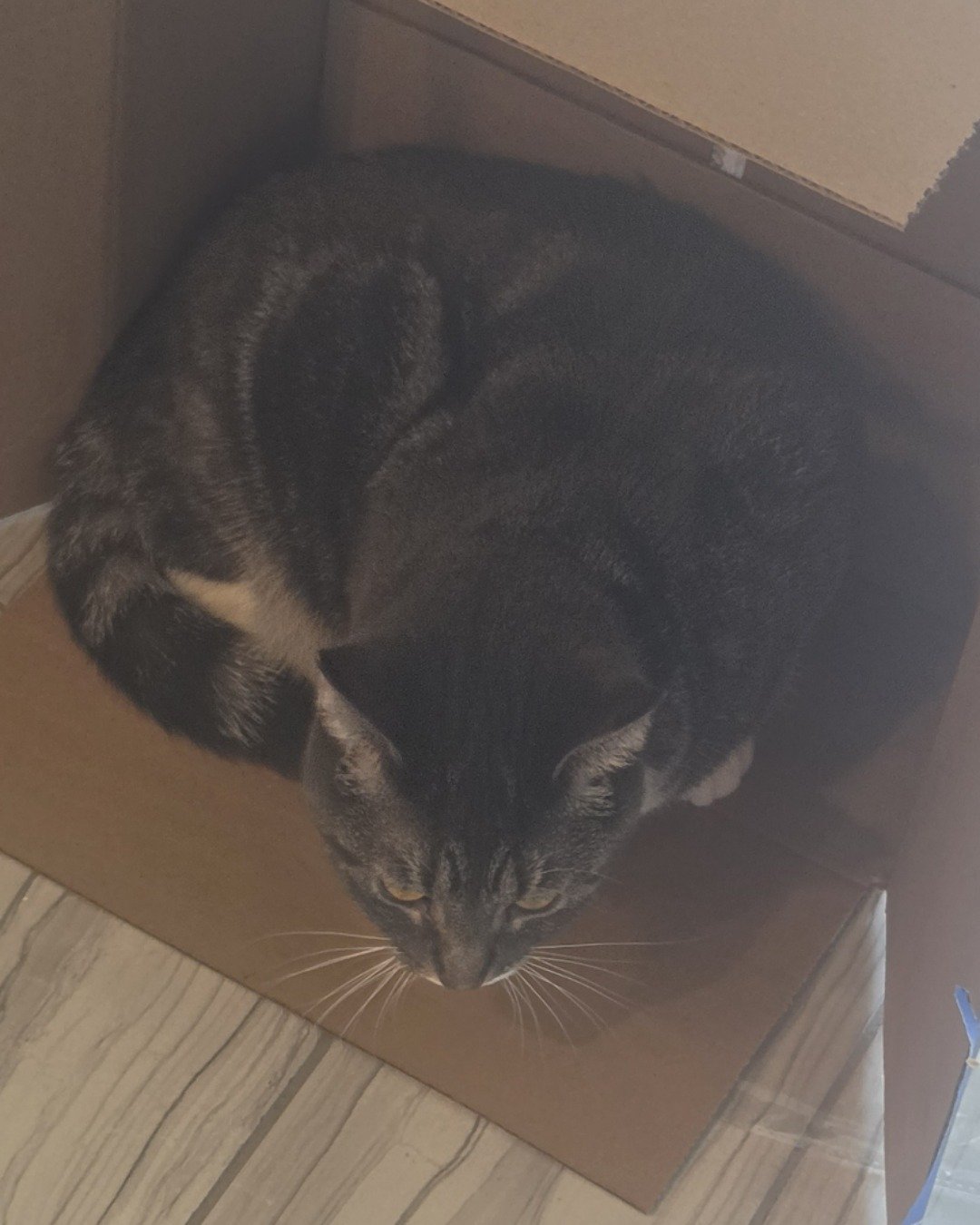 L the Tabby. Box, Cat, Cardboard, Carton