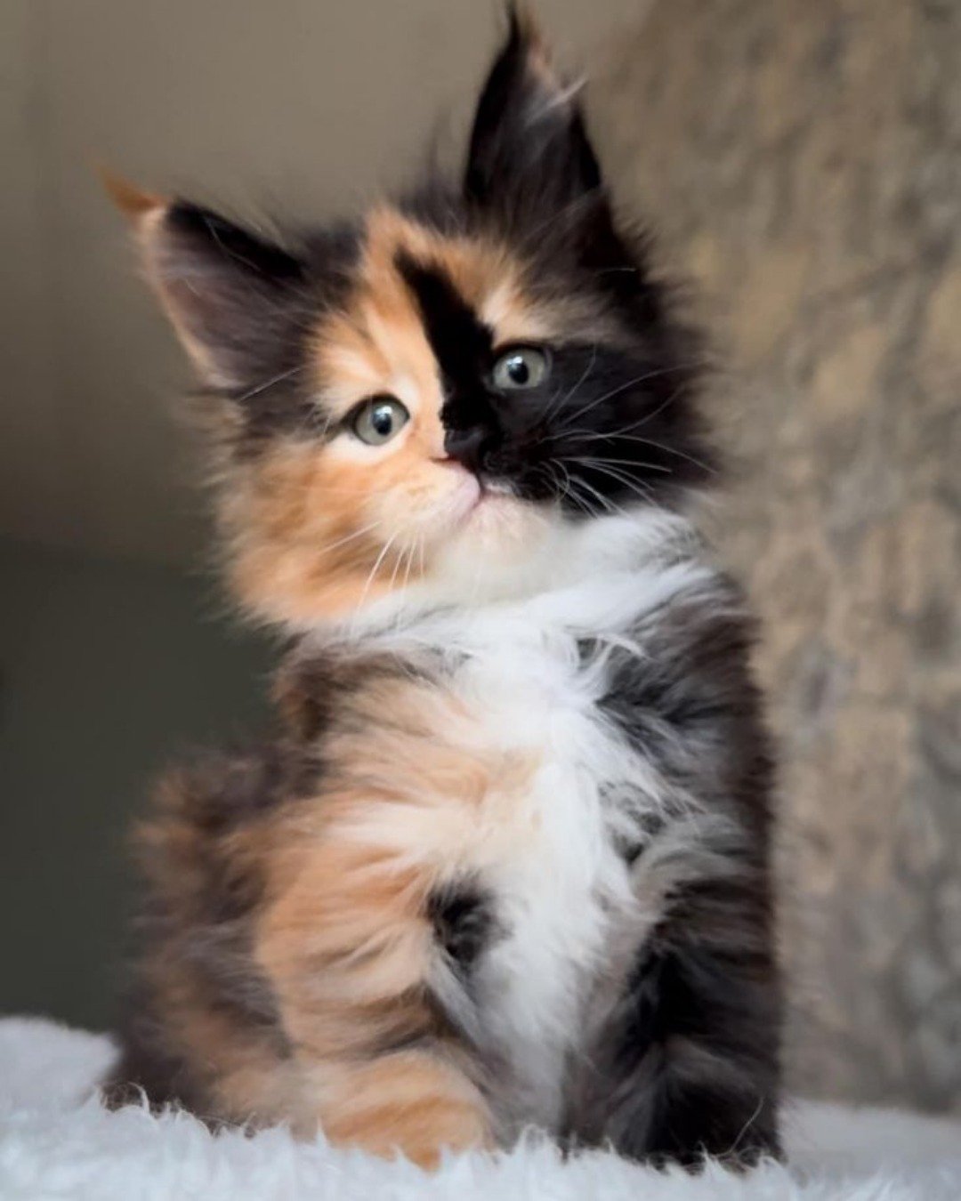 CUTE CATS 💖. Cat, Kitten
